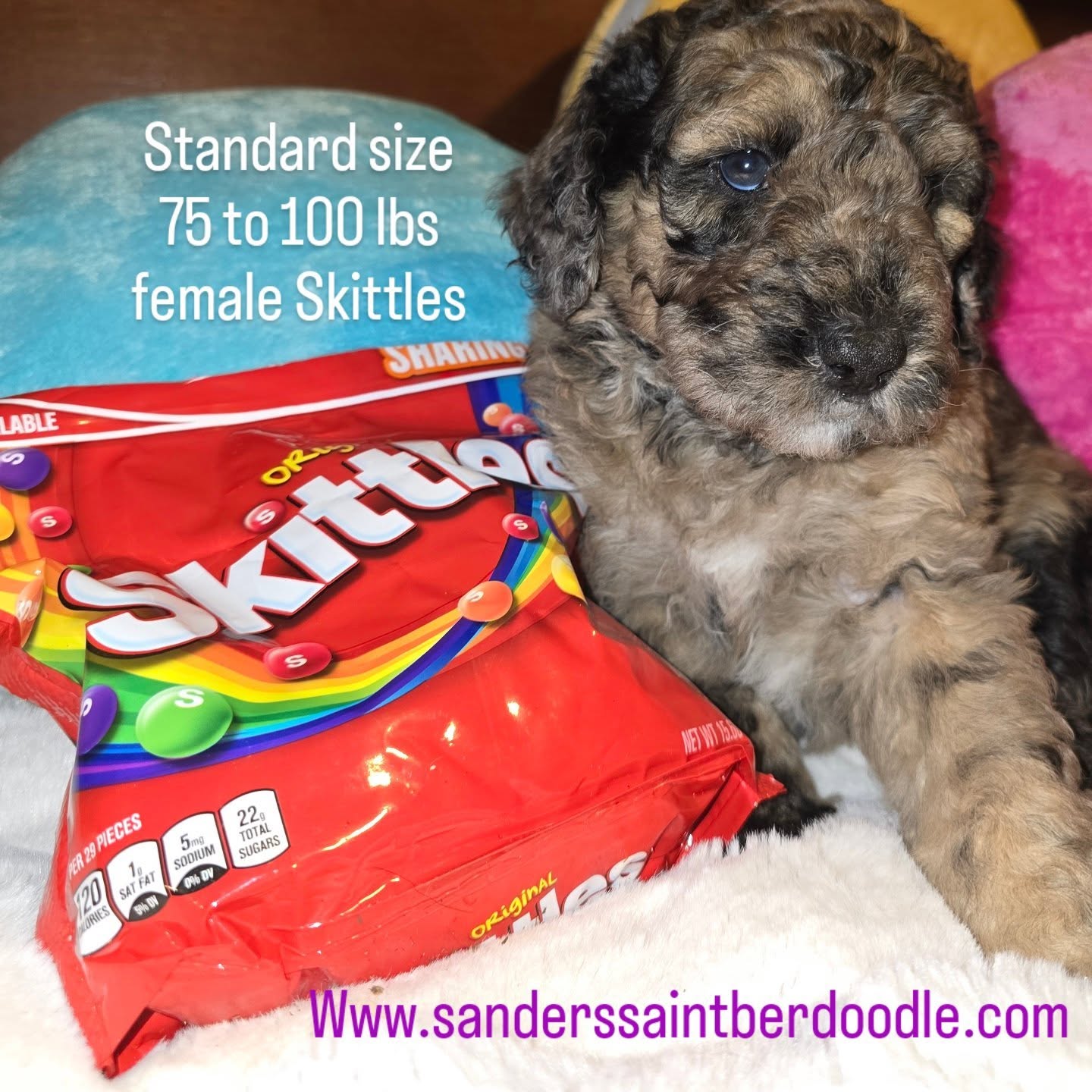 Super sweet and gentle girl. Available 5 weeks old will go gome after June 5th.
5 10
#sanders_saint_berdoodle #grandma #grandpa #moms #dads