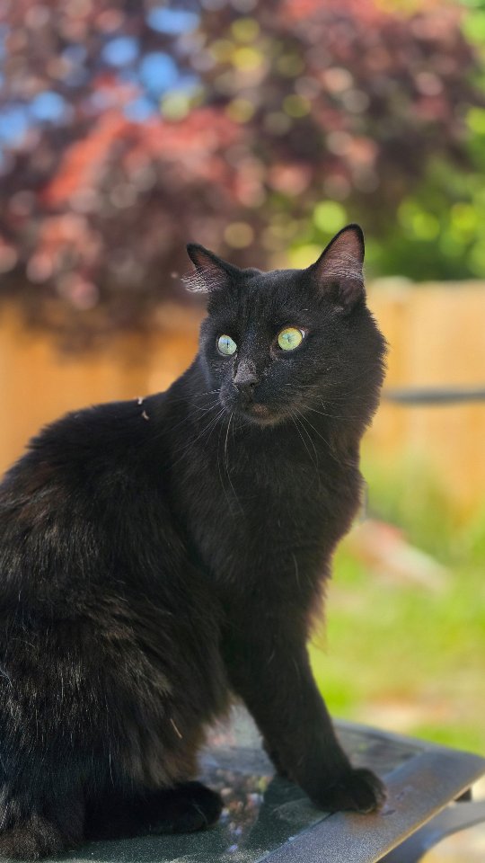 Happy 2nd birthday to this guy. 🖤
Obsidian came into our lives at just 5 days old, along with his four brothers and their mom, as my first foster litter inspired after losing Bowie, my soul cat. I told myself I'd foster so I could have my pick of the litter. And then Obie picked me right back, and that was that.
He has brought so much love and laughter to this house. He plays with June like it's his full-time job, and somehow his best friend in the world is Smokey, our 100 lb German Shepherd. The 90 lb size difference is irrelevant to both of them.
Best foster fail I ever made. So glad you're ours. 🐈⬛️
.
.
.
#blackcat #fosterfail #catsofinstagram #bendoregon #livelifeinbend