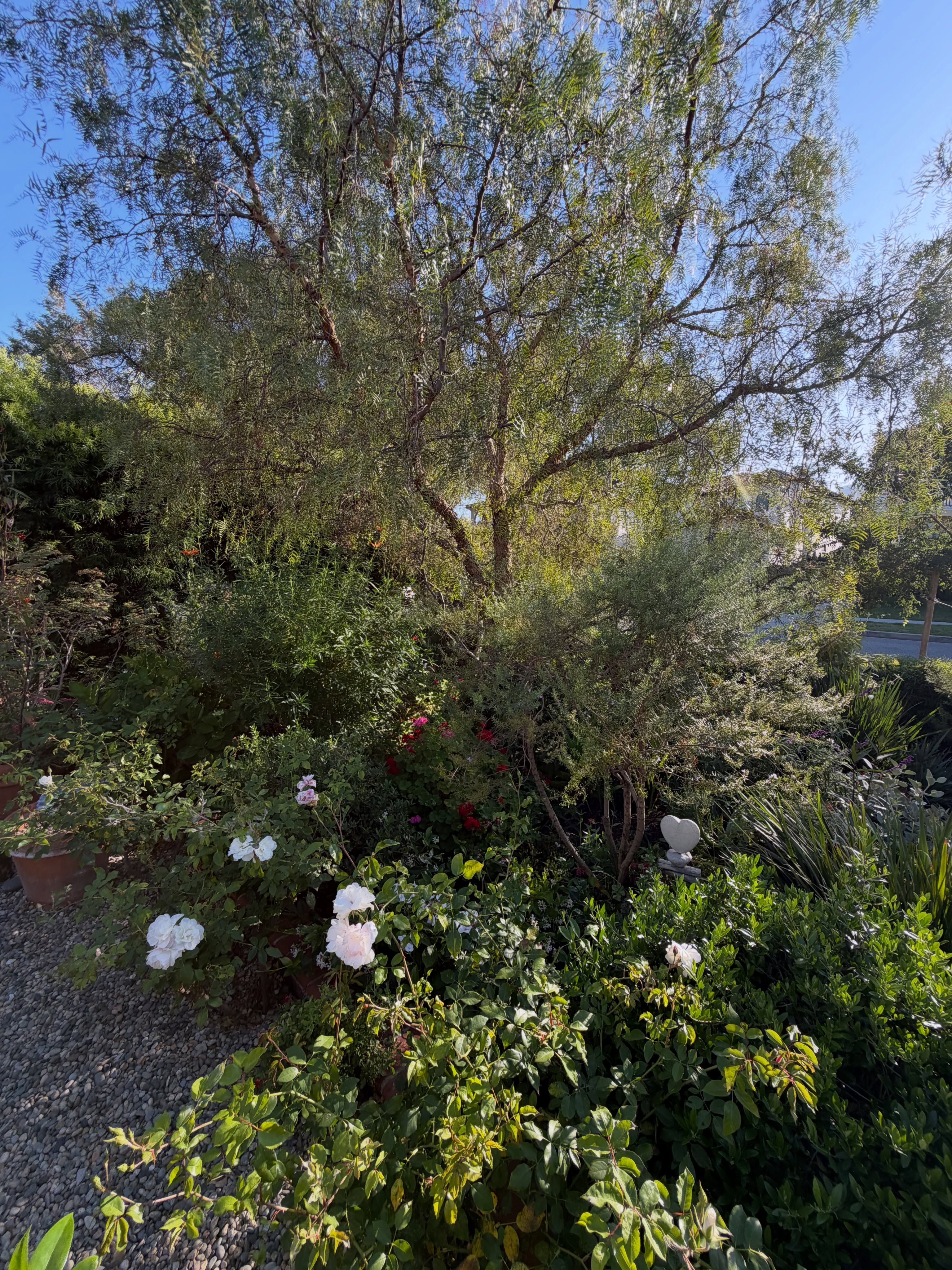 The Pepper tree dominates and is so happy watching over this garden.
It was planted as a small sapling.
There are Roses, Gardenia, native Milkweed, Lions Tail, Rockrose, Little Ollies, Jasmine, Geranium, Saliva, Succulents, Penstemon, Dianella, Mallow, Lantana…
This time of year I just let it run wild!
#virgodesignsandlandscaping #inmygarden #infullbloom