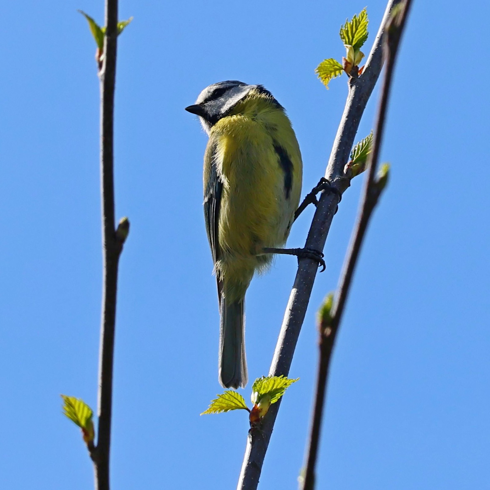 A blue tit in my garden.
#islandwildlife #kefaloniawildlife #greekwildlife #guidedwildlifewalks #birdlovers