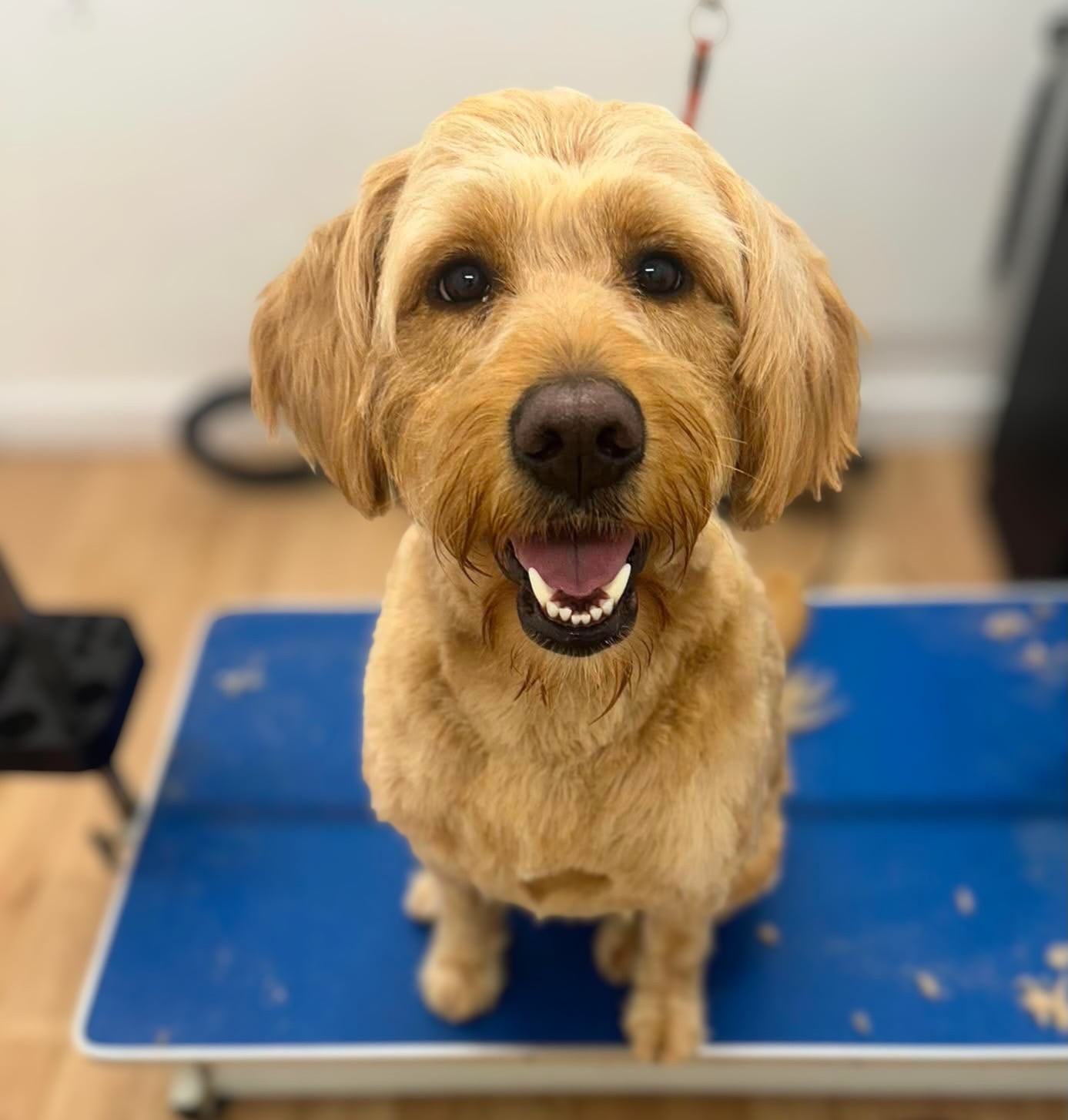 🫧Pumpkin the Labradoodle
🫧Grace the Cross
🫧Willow the Cavapoo
🫧Cinnamon the Cocker Spaniel
✂️Groomer credit: Stacey
📞 01582 353603
🌐 www.royalsdoggrooming.uk