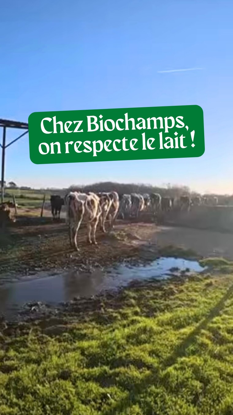Chez Biochamps, on fait les choses simplement : du bon, du bio, et surtout du vrai 💚
Du lait que l’on respecte, issu d’éleveurs passionnés avec qui nous construisons des partenariats durables. Des ingrédients soigneusement sélectionnés, sans compromis sur la qualité ni sur le goût 🧑🌾
Parce que bien faire les choses commence toujours par respecter la matière première.
Chez Biochamps, on respecte le lait 🥛🌿
#biochampslaiterie #respectdulait #ariègepyrénées #biodepuis1982