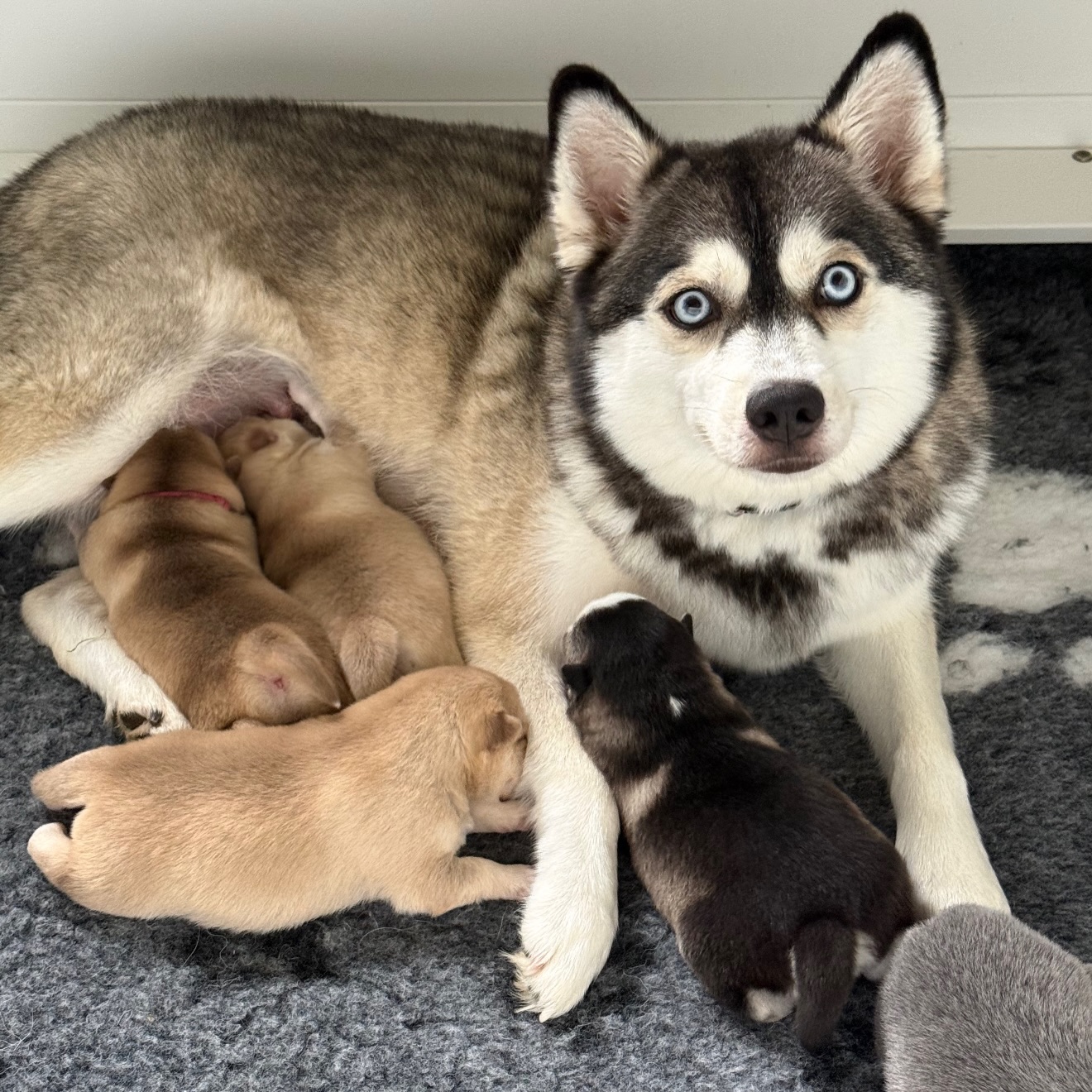 Just a beautiful girl and her beautiful pups 💫
Application link on stories 🖊️
#pomsky #pomskiesofig #picoftheday #pupoftheday #pomskybreederuk