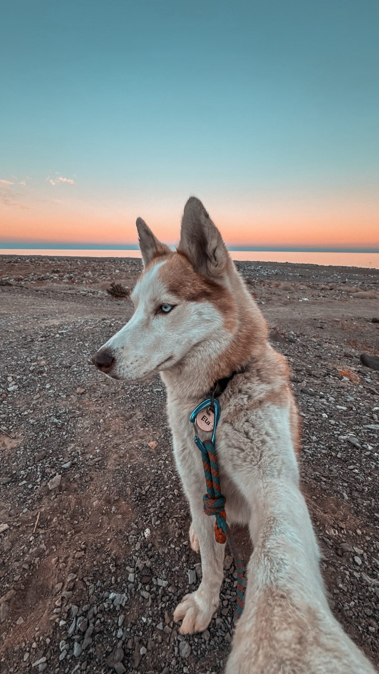 Viajar o mundo sempre foi um sonho.
Mas em algum momento eu percebi que nenhum lugar faria sentido se eu tivesse que deixar quem faz a vida acontecer comigo.
Tem gente que vê um cachorro.
Eu vejo companhia, família, estrada, lar.
E talvez seja exatamente isso que mais me marcou nas viagens:
descobrir que felicidade não é o destino…
é poder dividir o caminho com quem a gente ama.
Muita gente muda de país e acha que tem que deixar o peludo pra trás. Saiba que a @petviajanteoficial pode te auxiliar e levar seu pet contigo ❤️🐶