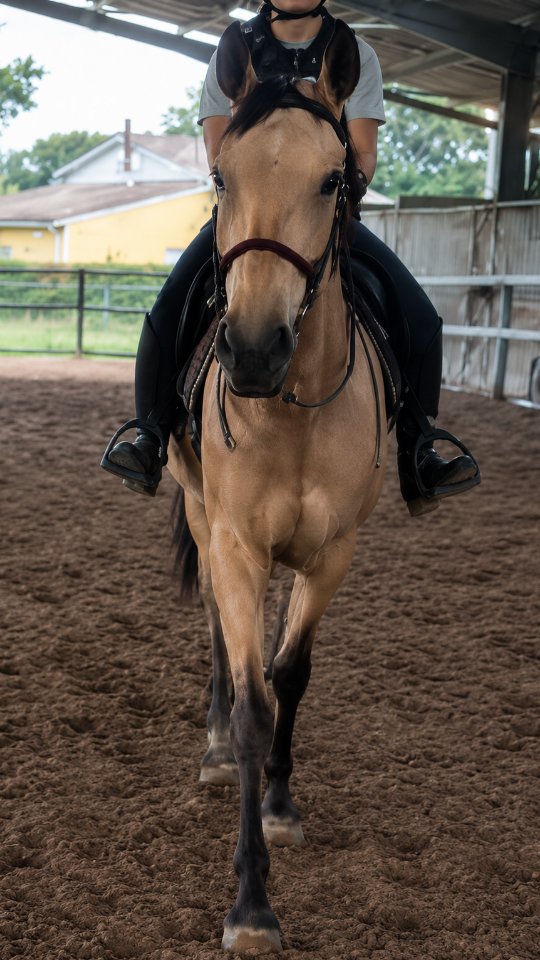 Bienvenue à Vivi qui a fait ses premiers pas monté avec nous aujourd'hui.
Merci à ses propriétaires pour leur confiance.
Poulain, cheval sensible ?
Vous aussi confiez-nous votre cheval pour son débourrage ou pour vous accompagner dans votre relation avec lui !