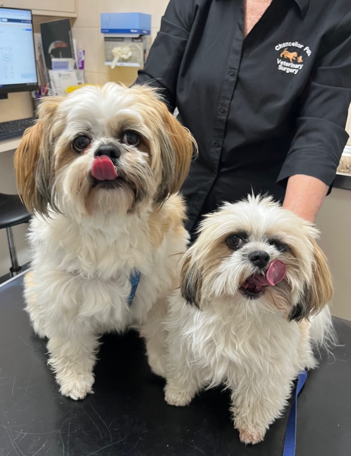 Seeing double, but shrunk 👀
Billy and Bobby are brothers, and are the exact same age, but Billy is almost 10kg smaller. Billy has been notably smaller since he was a puppy however the owners report he is doing well and living his best life with his bigger brother Bobby 🐾
These two came into the clinic recently for their vaccinations and were the best patients, loving all of the attention and snacks!