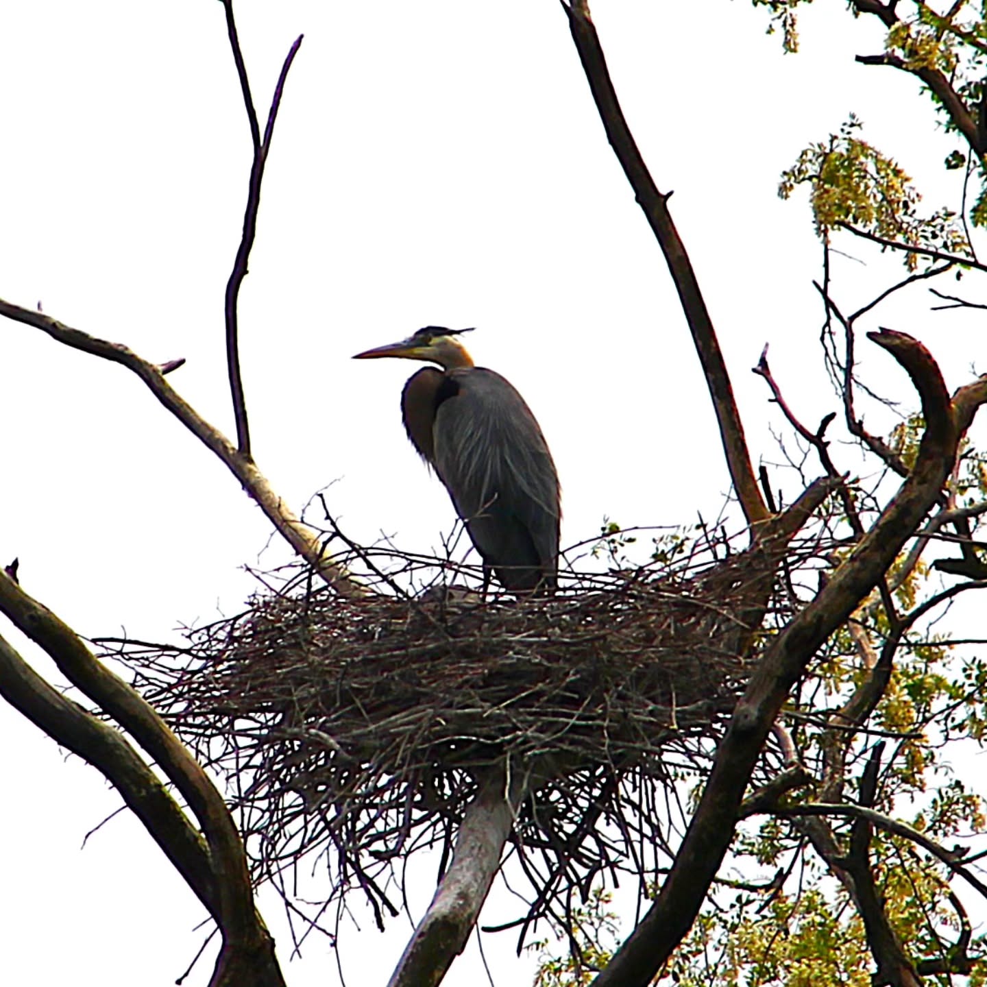 Great blue heron on the nest down by the river.