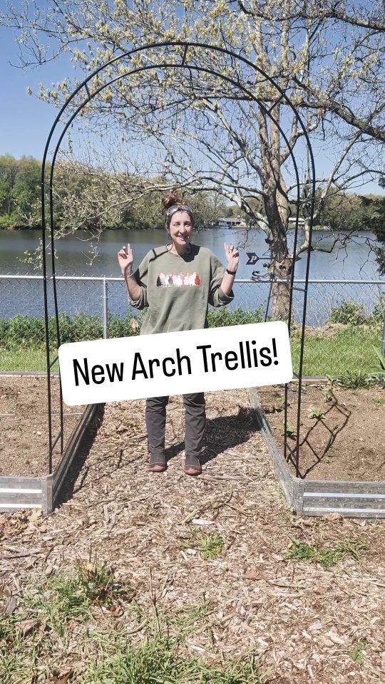 Super excited to see how this new Arch Trellis works. For $12, you can't beat it!
#backyardgarden #homesteadlife #homesteading #homestead #gardening
