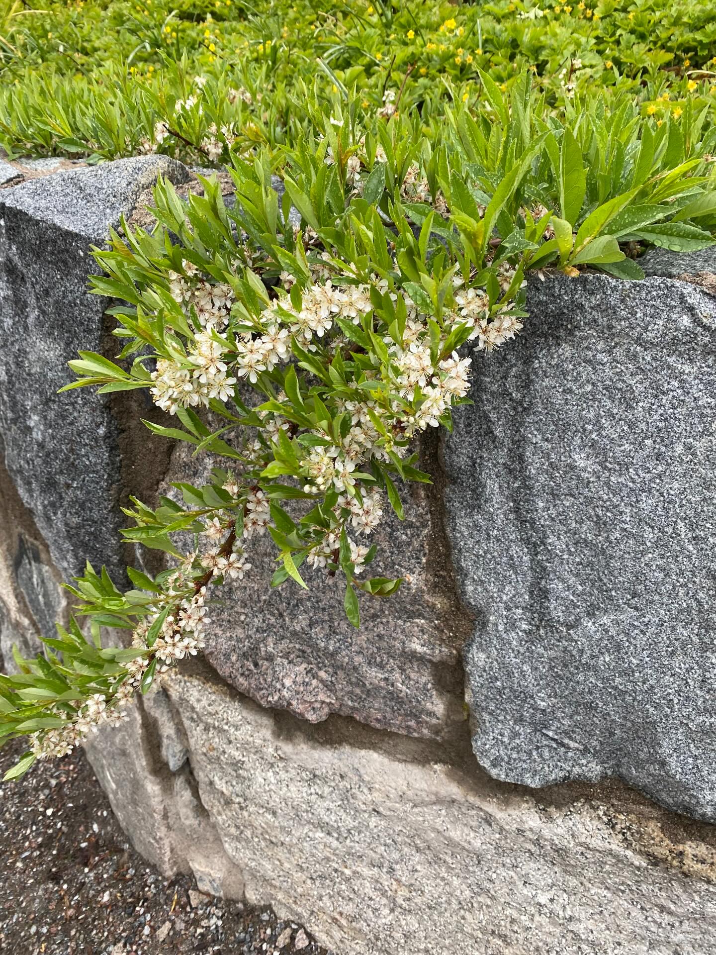 Mjukt mot hĂ„rt đ©¶ Materialen framhĂ€ver verkligen det bĂ€sta hos varandrađ
đ
SandkörsbĂ€r (Prunus pumila) Ă€r en riktig favorit! TĂ„lig och superfin bĂ„de vĂ„r och höst. Varje gren blir upp till en meter och slingrar sig fint över tex en stenmur. OcksĂ„ ett jĂ€ttebra val för den tuffa slĂ€nten i söderlĂ€ge- stĂ„r pĂ„ listan att plantera hĂ€r hemmađ tack för bild @stille_gardenđ
đ„KlĂ€tterhortensia (Hydrangea anomala ssp petiolaris) vem Ă€lskar inte denna vĂ€xt? Som bĂ„de kan klĂ€ttra uppĂ„t och krypande lĂ€ngst mark. Enda minuset Ă€r att den Ă€r sĂ„ lÄÄngsam i etablering.
đ„Murgröna (Hedera helix) tacksam dĂ„ den Ă€r fin Ă„ret runt! Tycker om den storbladiga mest (H. Hibernica) I soligt lĂ€ge kan den dock blir ganska risig efter vĂ„rvintern sĂ„ finast i halvskugga/skuggađ