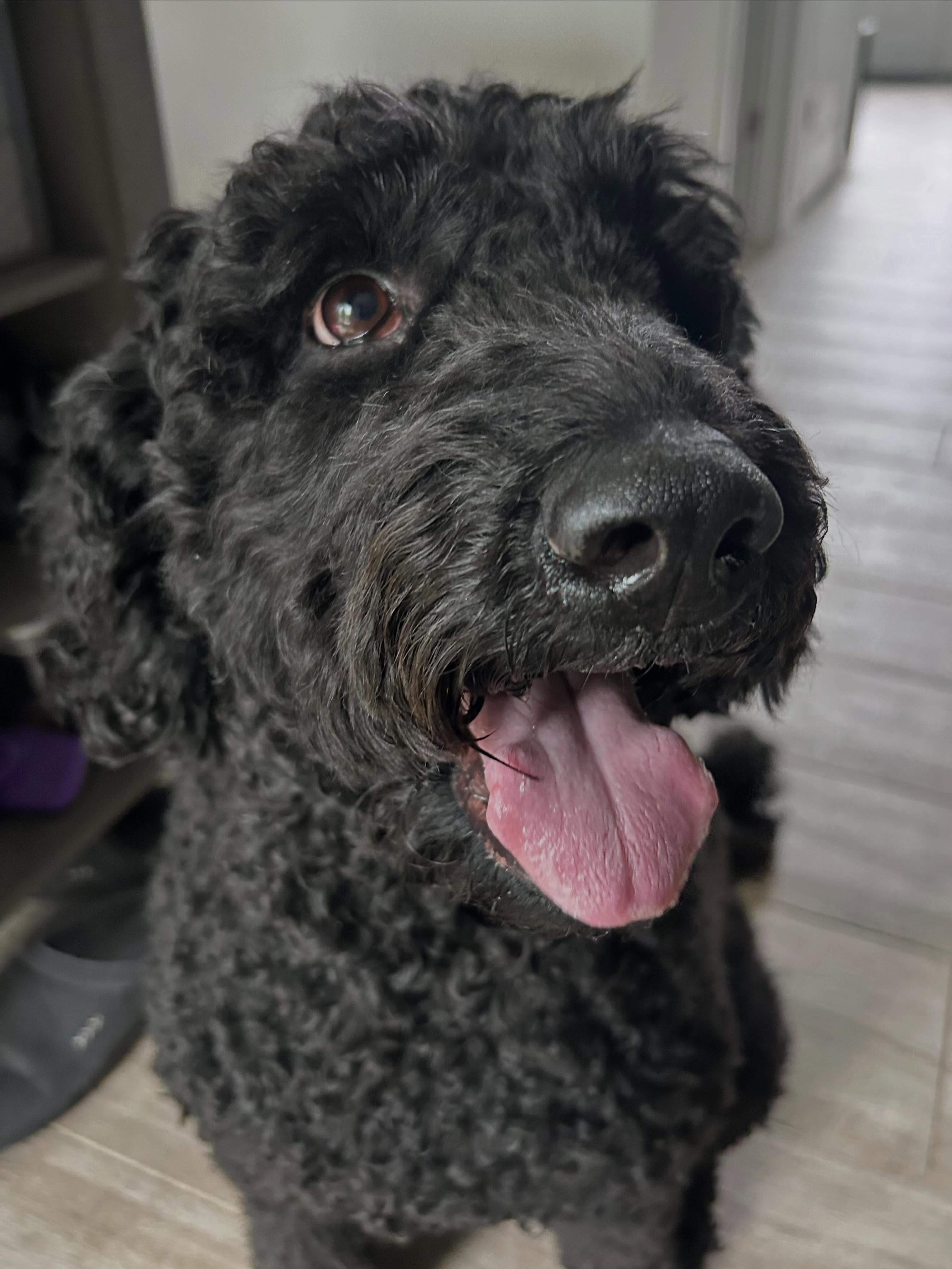 Happy #tongueouttuesday from Piper the Poodle!! ๐๐พ