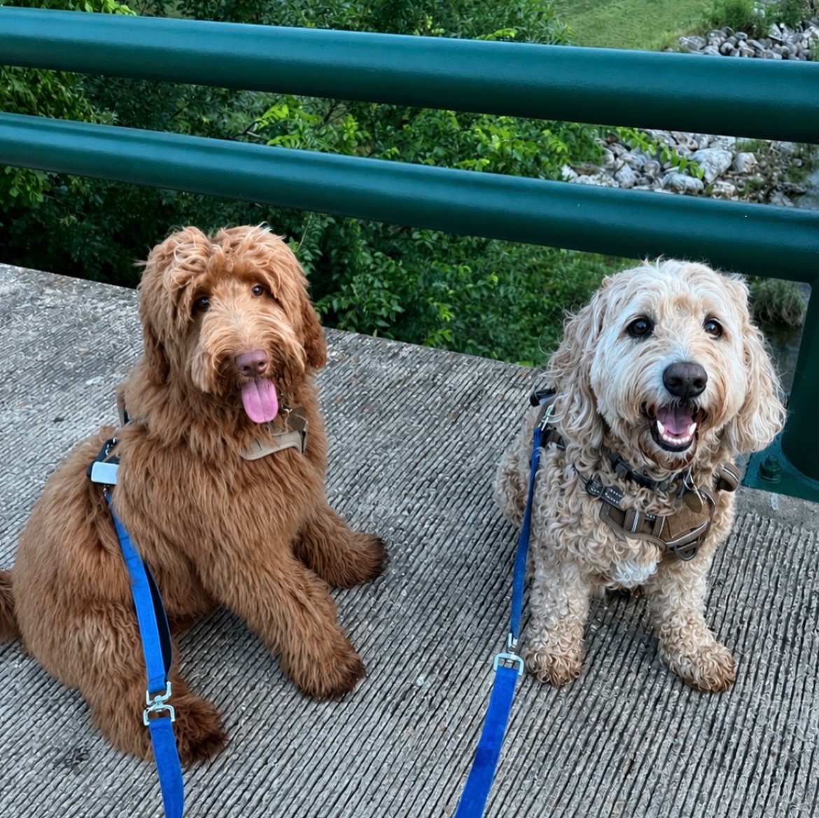 Tanner (previously Maverick) is thriving in his guardian home with big brother Todd 💙 Watching our puppies grow up so deeply loved and supported is one of the greatest gifts of our program! Tanner is an upcoming papa for CTD, and we are beyond excited for his future!
He’s currently graduating beginner puppy courses and completing his Canine Good Citizen training with his amazing guardian family before moving on to the next level 🫶🏼 We truly could not do this without guardians who love and care for our dogs just as we would! The trust, commitment, and love they pour into these babies means everything to us, and we are endlessly grateful for every family who becomes an extension of our CTD family 💙
Visit our website for more info about how to join our guardian program! 🐶 Centraltxdoodles.com