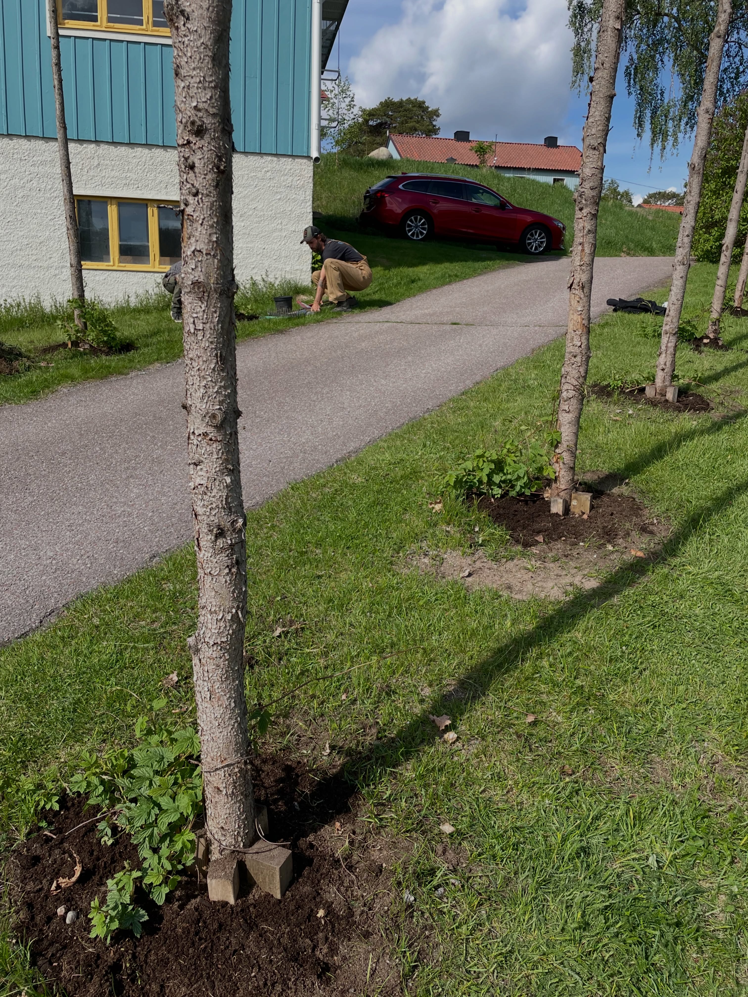 Denna måndag blev innehållsrik! Först lite jobb på Fagerudd.
🌿Rå om lite goa humleplantor utanför bryggeriet
🌿 Stunget av ett argt bi som inte förstod att vi var där för att säkra upp matförrådet (får skylla mig själv, jag sprang fånigt iväg och började veva runt med händerna som en annan dåre. Man ska visst spela cool 🤷🏼♀️)
🌿 Vidare till Uppsala för häckplantering med LIA-Jonna (fantastiskt bra jobbat! 🥰)
🌿 Hem och vattna lite rabatter, mysa runt i trädgården och kika på en fräck viva.