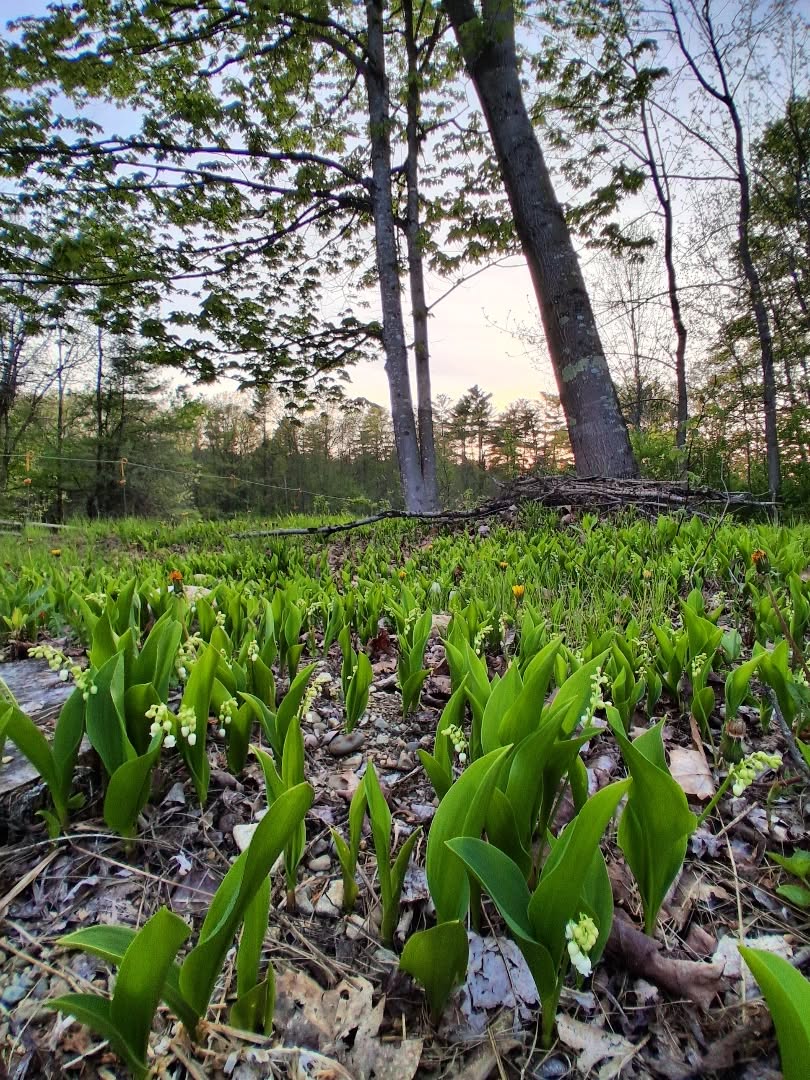 #lilyofthevalley #sunset
