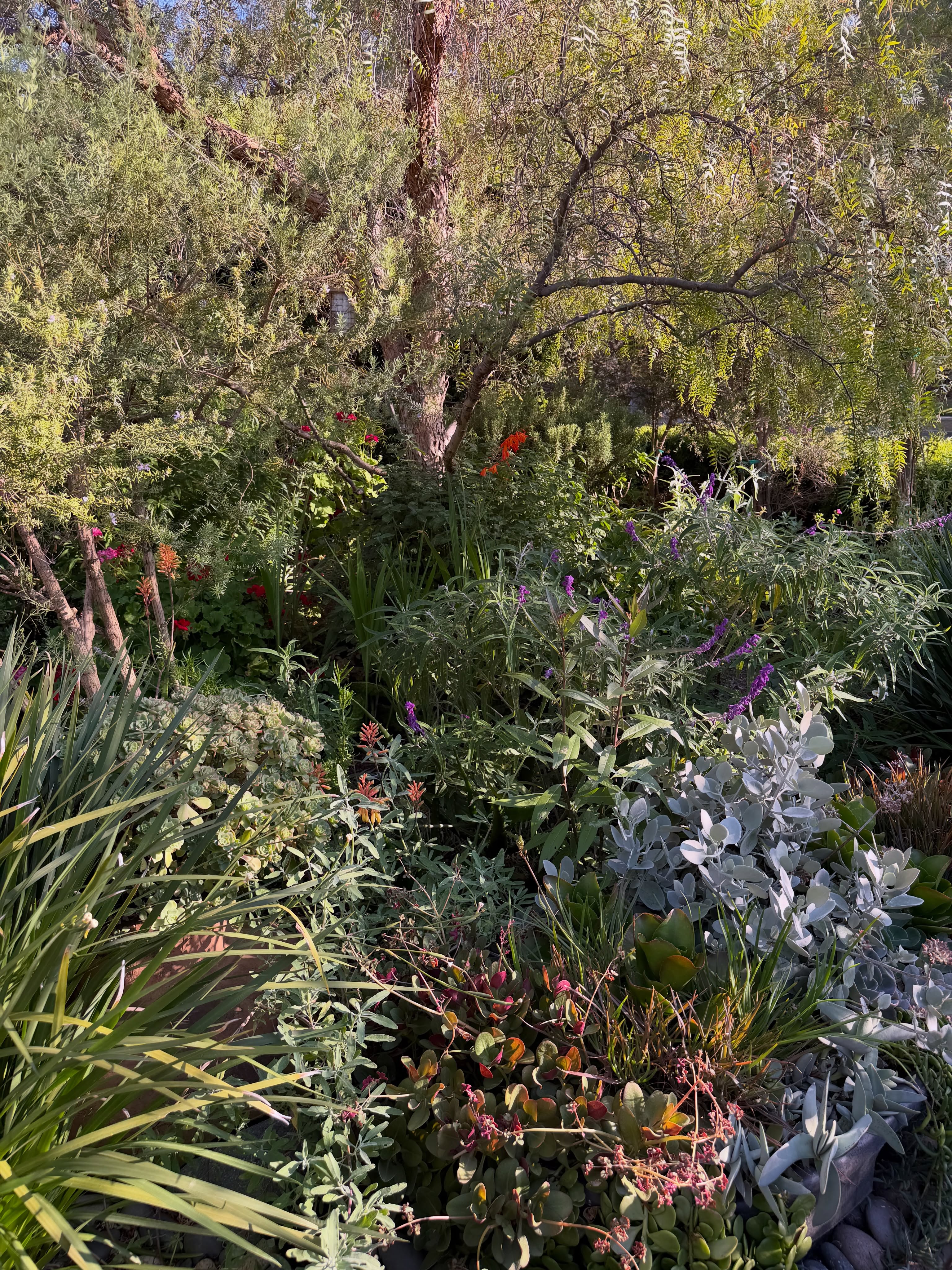 The Crocosmia are just starting to bloom. #popofcolor #landscape #virgodesignsandlandscaping
