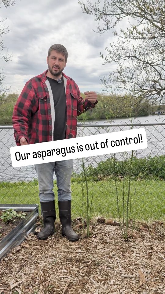 This is the second year we have had our Asparagus. I hadn't checked on them in a few weeks and when I checked on them...WOW! They grew in a hurry.
Who knew asparagus could grow so quickly?
#backyardgarden #neighborhoodhomestead #homestead #gardening