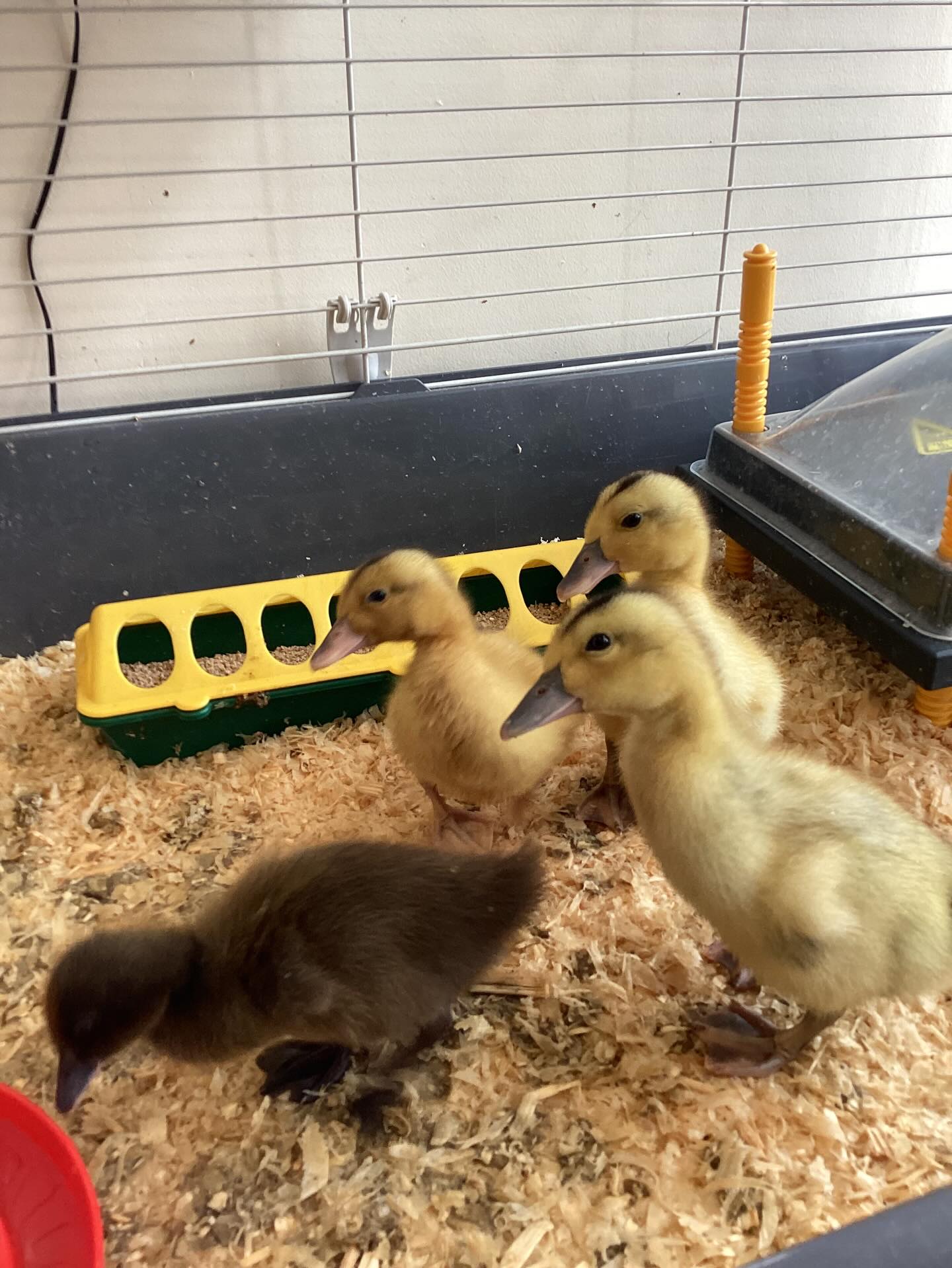 Lola, Charlie, Delilah and Steve are growing nicely! Our children (and staff) have loved watching them grow and will be very sad to see them go on Thursday 🐤🦆