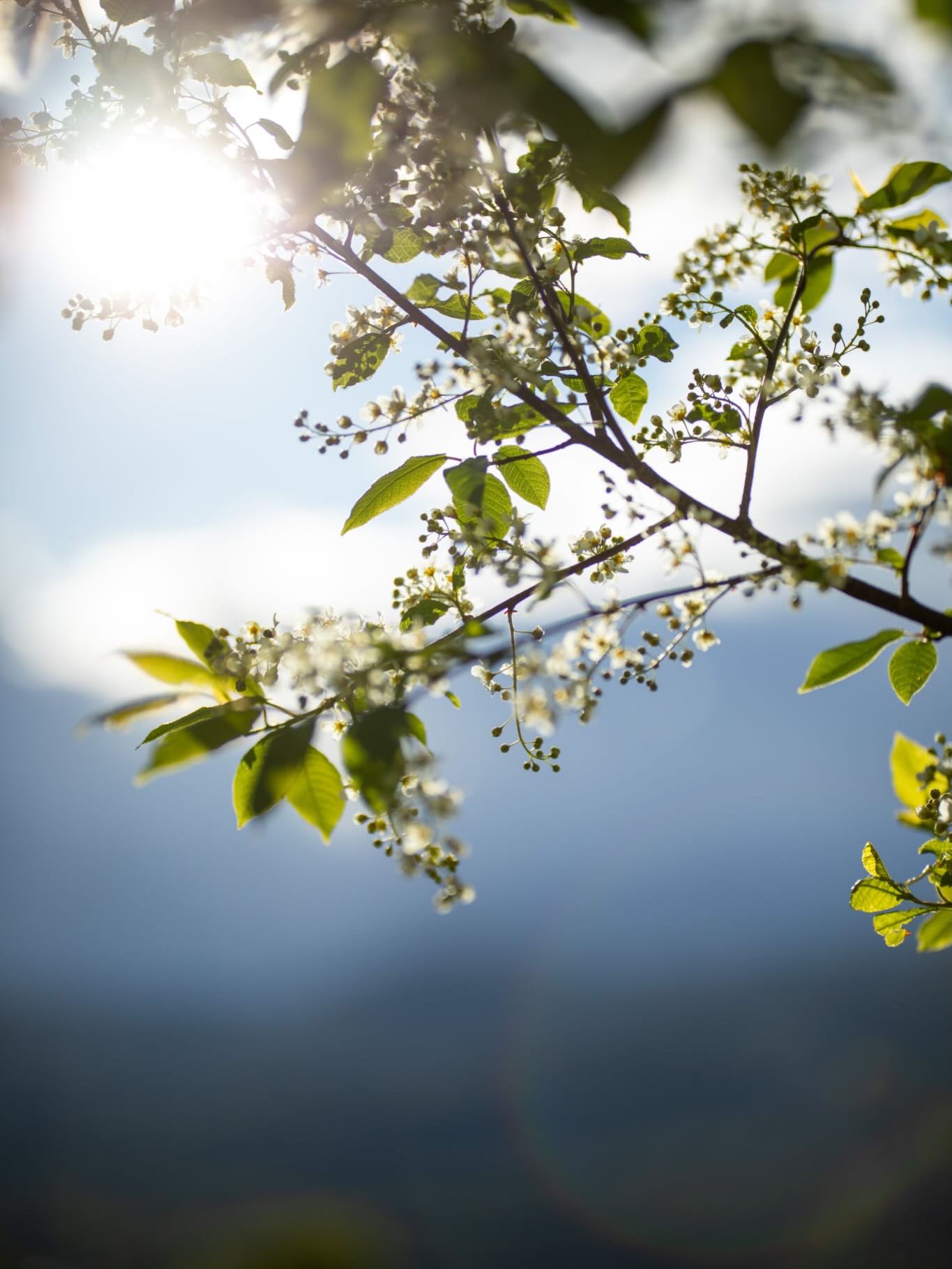 Elsk på mai! 💚
Så fint å rusle rundt med kamera og se på alt som springer fram. Lyset, grønnfargen, lukten av hegg, blomstene, gresset. For en deilig tid!
#naturfoto #naturbilder #norsknatur #canon #fotomeditasjon