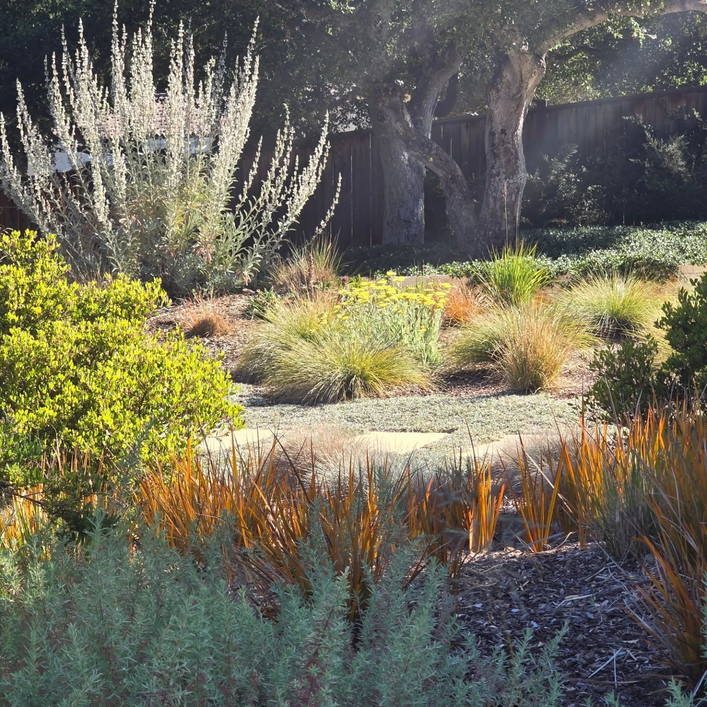 Checking up on a project we designed, installed and maintain in #CarmelValley 😎💛
#LandscapeDesignBuildandMaintain
#fullservice
#landscapecontractor
#CarmelPointLandscapes