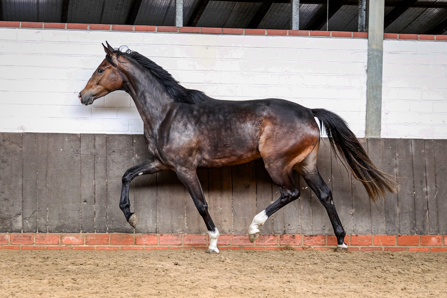 Three-year-old ๐๐ข๐ฅ๐๐ซ๐จ๐ฌ๐ (Escanto PS OLD x Licotus x Rubinstein x Barsoi xx), a top young mare we sourced as a foal in Germany. She will hopefully become an important contributor to our breeding program after completing her performance testing next year. Super type, nicely balanced in movement, and healthy with good x-rays.
๐ธ: @mandyhollmann
#quanticosporthorses #breedingwithapurpose #breedingforthefuture #escantops #licotus #oldenburgerpferde