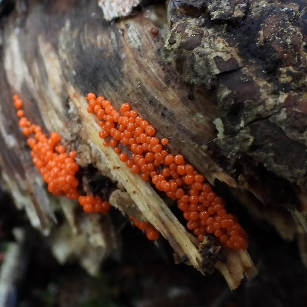 Mushy season is upon us! Can't wait to see what we find this year.
#karameafungi #mushroomsnz #nzfungi #Karamea