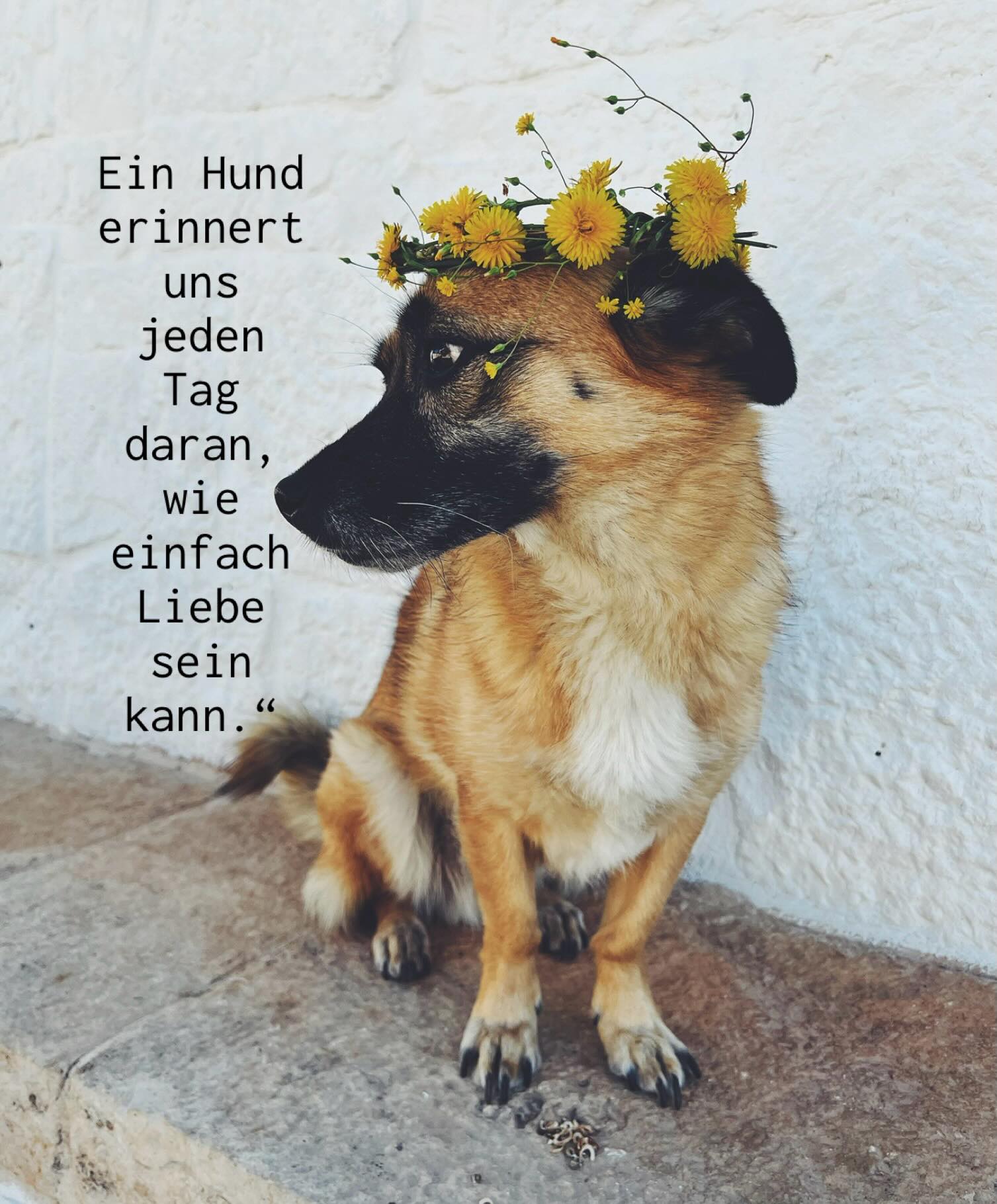 Verbundenheit 🌿🫶🐕
Zwischen Wildkräutern, summenden Wiesen,
Pfoten im nassen Gras und den vielen kleinen Naturwundern entsteht oft etwas was schwer zu beschreiben ist: Verbundenheit.
Mit der Erde.
Mit den Tieren.
Mit dem Leben um uns herum.
Je mehr wir die Natur kennenlernen, desto mehr verstehen wir, wie wichtig es ist, sie zu schützen! Die Wilde Blumen für die Bienen stehen lassen. Achtsam sammeln. Lebensräume bewahren. Nicht alles perfekt aufräumen, mähen oder kontrollieren!
Jeder kann seinen Teil beitragen!
Denn genau dort, wo es noch wild sein darf, entsteht Leben. 🤍🌿
Darf dein Garten ein bisschen wild sein? Einige wilde Ecken können so viel bewirken und schauen wunderschön aus. Spannend was sich oft so ansiedelt.
Die Verbundenheit zu Natur und Tieren ist für mich das wertvollste Geschenk.
Wie geht es euch da?
Alles Liebe, eure Meli mint
#artenschutz #wildkräuter #naturliebe #tierschutz slowling
Foto Nr.4 @susannegapp.photography 🫶