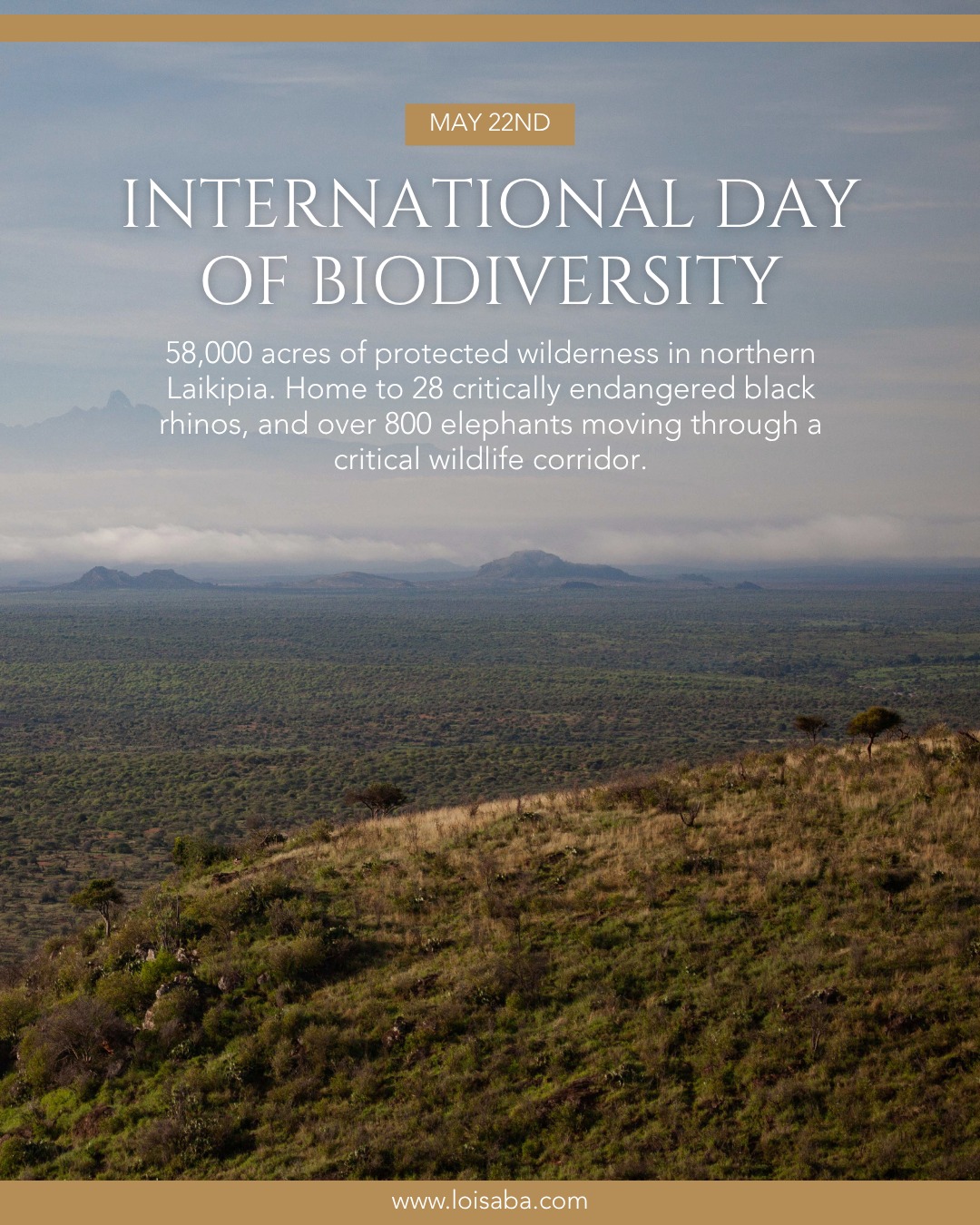 58,000 acres. 350+ bird species. 60+ mammals. 28 critically endangered black rhinos.
Today is International Day for Biological Diversity, and this year the theme is "Acting Locally for Global Impact".
Every day across this landscape, local action protects global biodiversity. Our rangers patrol a critical wildlife corridor that over 800 elephants depend on to move between Laikipia and northern Kenya. Our team breeds cochineal beetles in a greenhouse to reclaim thousands of acres from invasive prickly pear cactus - restoring habitat for the species that need it most. Our research partners at San Diego Zoo Wildlife Alliance run camera traps and GPS tracking deep in the bush, studying everything from giraffe movements to the rare black leopard confirmed here.
Loisaba is a refuge for some of East Africa's most threatened wildlife. Eastern black rhinos. Grevy's zebras. Reticulated giraffes. African wild dogs. Cheetahs. Lions. Leopards. Elephants. Each one plays a role in keeping this ecosystem in balance, and each one depends on the work happening here every day.
But none of this happens without community. Our neighbours are partners, not bystanders - sharing grazing land, working as rangers and guides, and benefiting through over 400 jobs, schools, and healthcare.
Land connected. Life protected.
🌿 #BiodiversityDay #BiodiversityDay2026 #ActingLocally #LoisabaConservancy #Laikipia #WildlifeConservation #Kenya #ProtectBiodiversity #BlackLeopard #BlackRhino #GrevsZebra #ReticulatedGiraffe #AfricanWildDog #ConservationInAction #EwasoEcosystem #SDZWA #LandConnectedLifeProtected