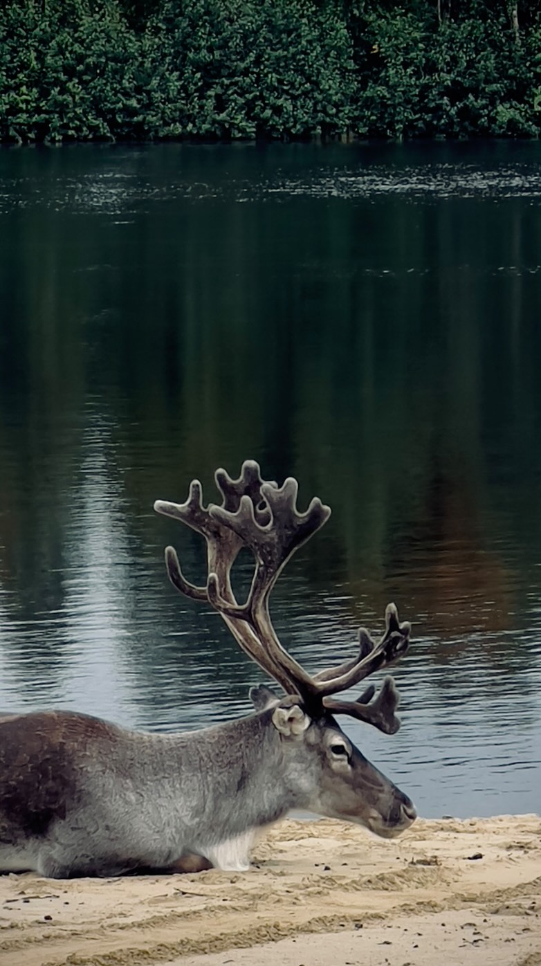 Reindeer are now free and we are meeting them often on our walk with Gooseberry. Soon they will also visit our garden. Can’t wait!
#reindeer #visitlapland #finnishlapland