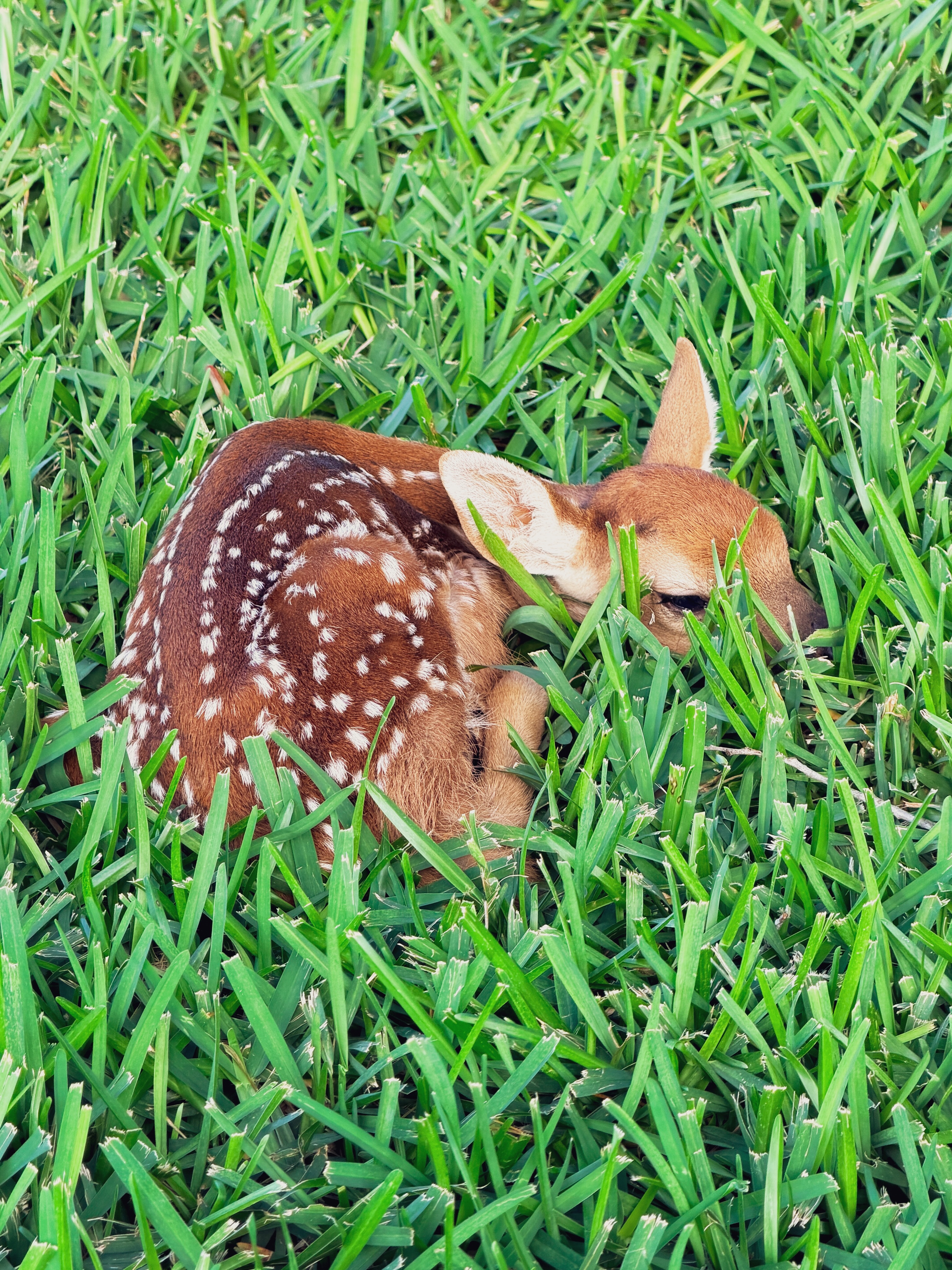 Rent free. 🦌❤️
Officially my front yard’s cutest visitor this spring.
#hillcountryliving #fawn #texashillcountry #hillcountrylife #drippingsprings