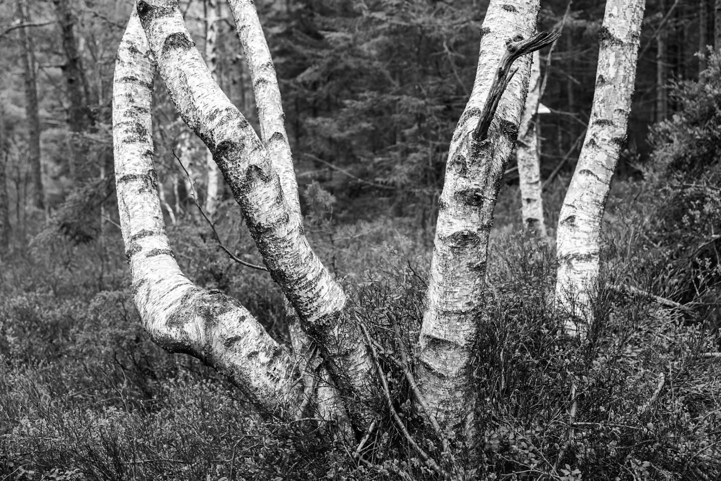In the forest.
#innature
#innaturephotos
#forestfeeling
#birch
#blackandwhite