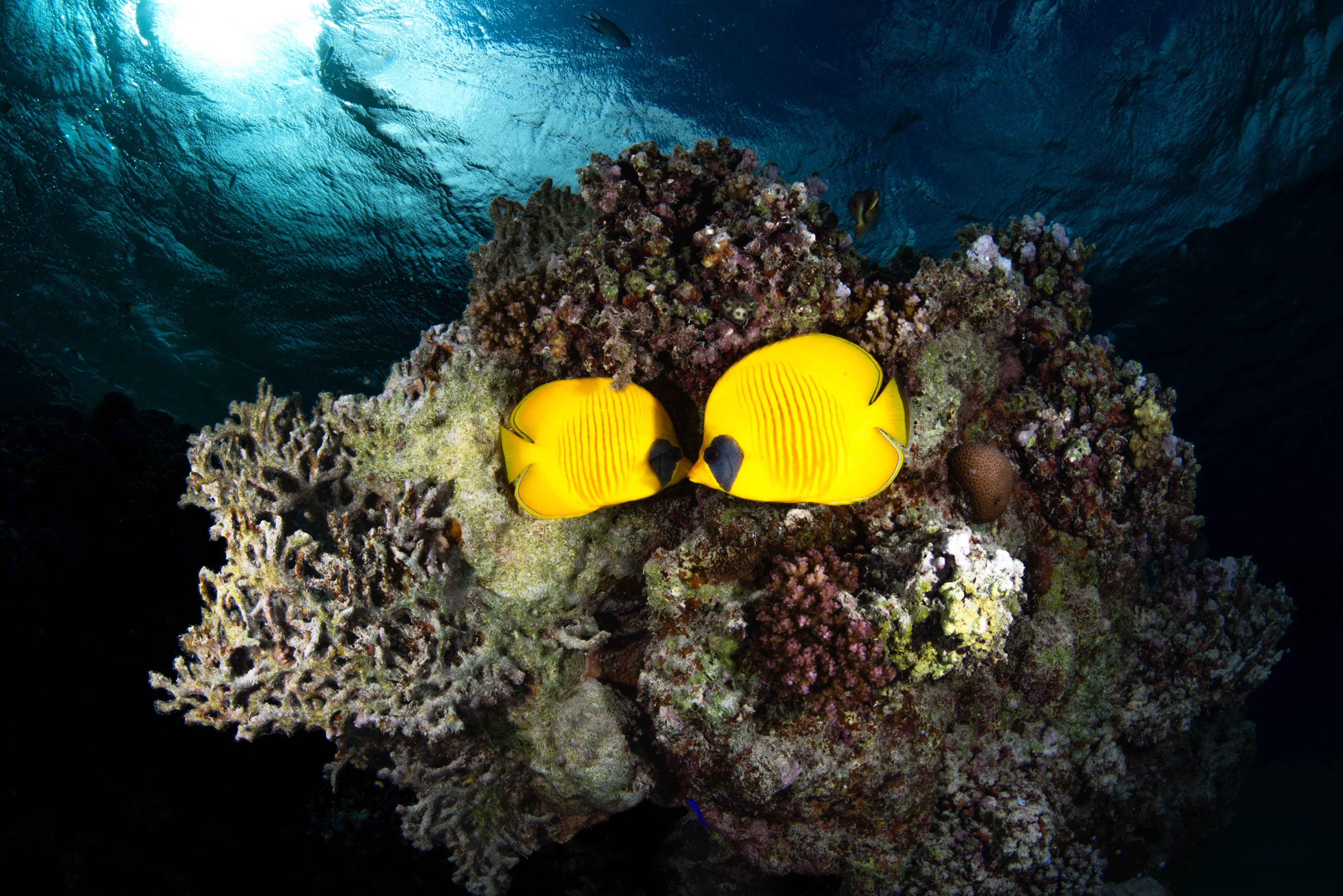 Looking back at Egypt I spent a lot of time photographing a pair of Masked Butterflyfish who would swim around together. They would swim around and stop to face each other often. During the dive this pair would follow us down the reef and let me get up close with them
Shot on the Nikon D850 + 8-15mm
@redsea.divingsafari
@nauticamhousings
@nikonunderwater
#egypt #diving #underwater #oceanlife photography