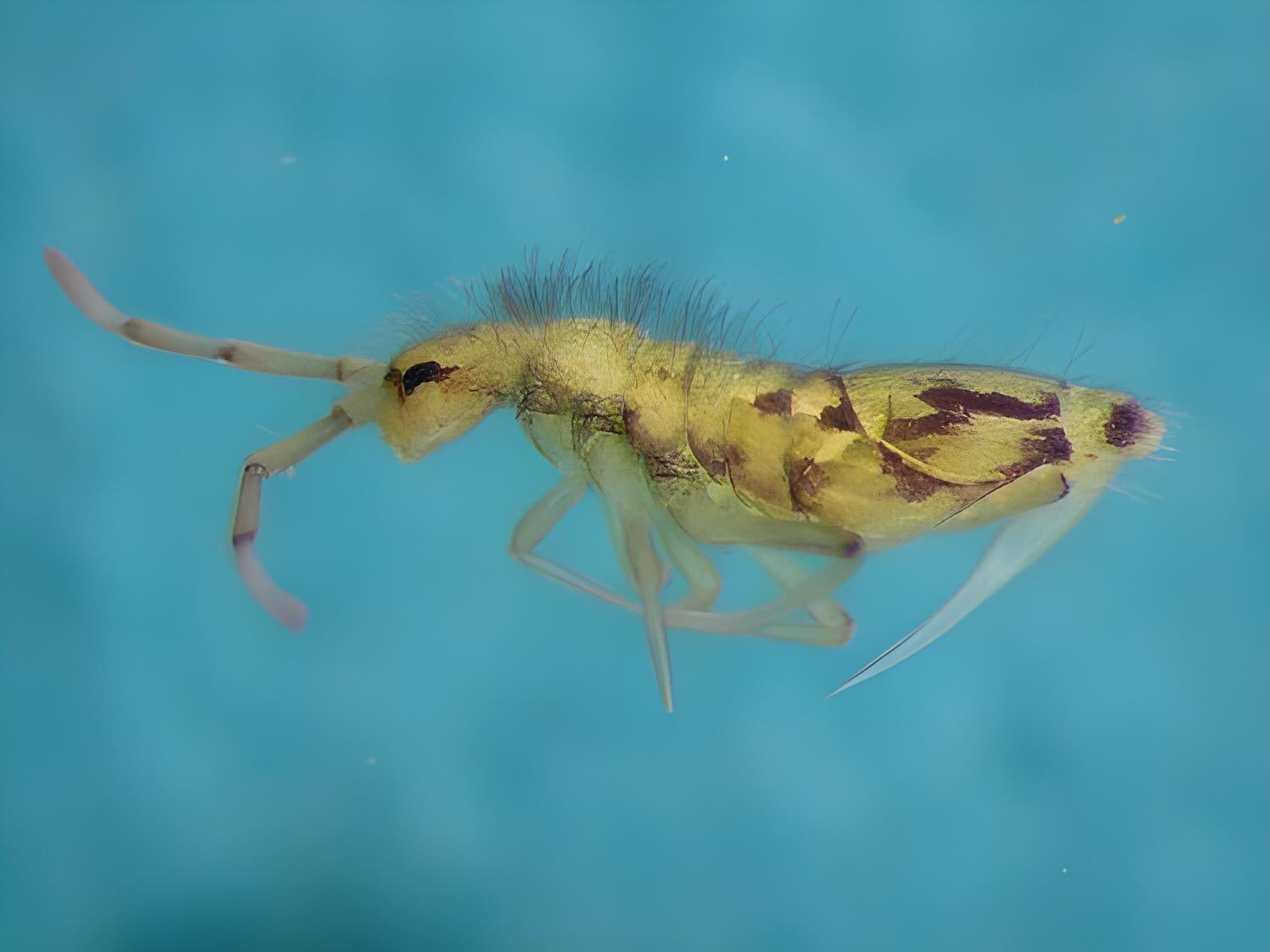 Inför Biologiska mångfaldens dag vill vi hylla en grupp arter som vi sällan tänker på – eller ens ser: collemboler, eller hoppstjärtar.
Collemboler är en stor och fortfarande ganska outforskad grupp som spelar en viktig roll i ekosystemet, framför allt som nedbrytare.
Greensways vd Lina Widenfalk doktorerade på hoppstjärtar och studerade hur artsamhällen skiljer sig mellan olika platser.
Under arbetet upptäckte Lina hur komplexa de här små djuren är i sina livsstilar och beteenden – vissa arter migrerar till exempel i grupp, och utför parningsdanser!
Bilderna visar Lina i fält och arterna Entomobrya nivalis (foto: Arne Fjellberg), Sphaerida pumilis (en klothoppstjärt) och Protaphorura armata.
#biologiskmångfald #forskning #ekologi #jordliv #Biomfdag