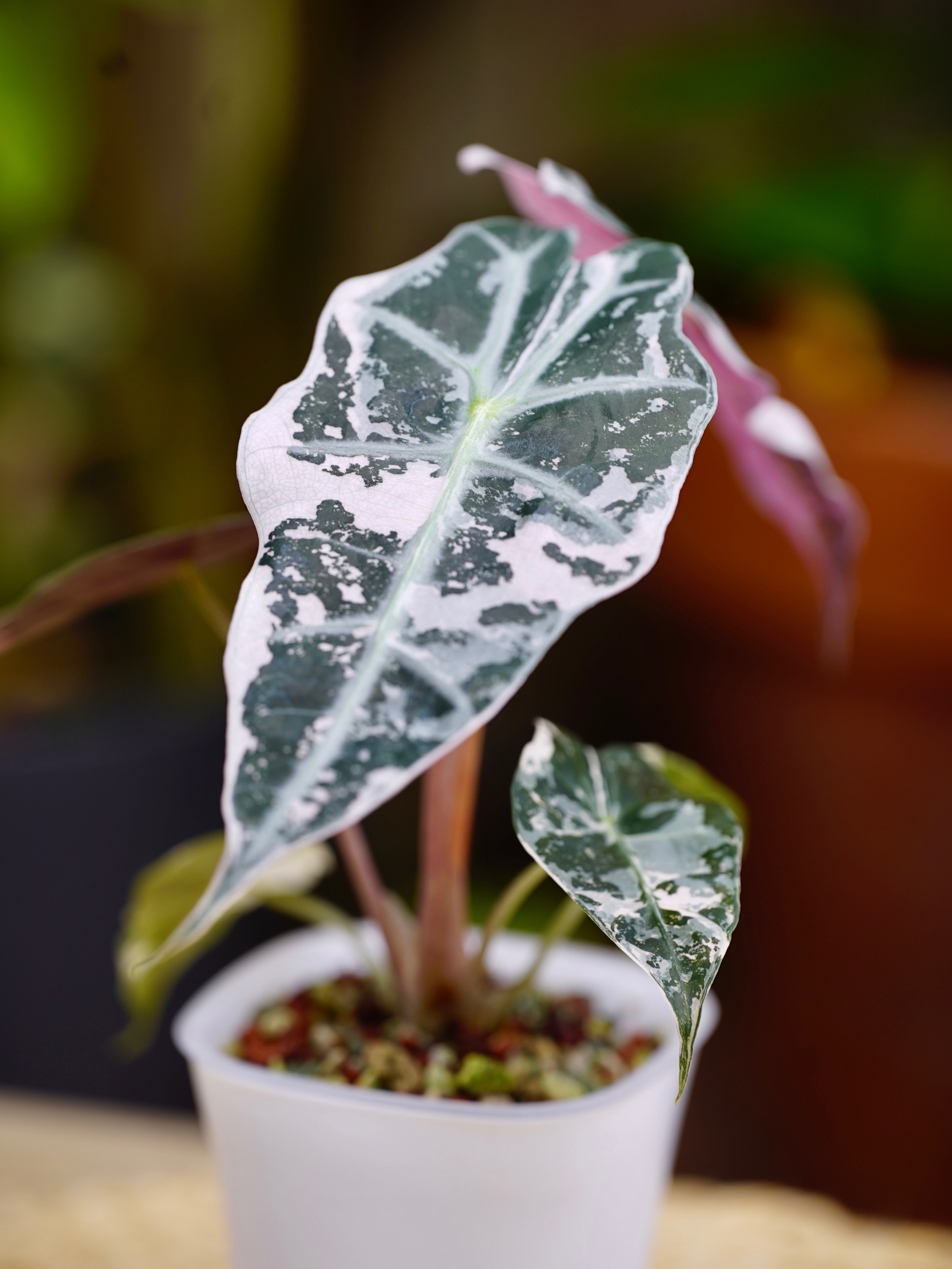 Alocasia Polly ‘Snowflake’ : Gorgeous pink variegation against dark green hardening to a soft pink/white. Check them out on the Urban Botanist website! $89