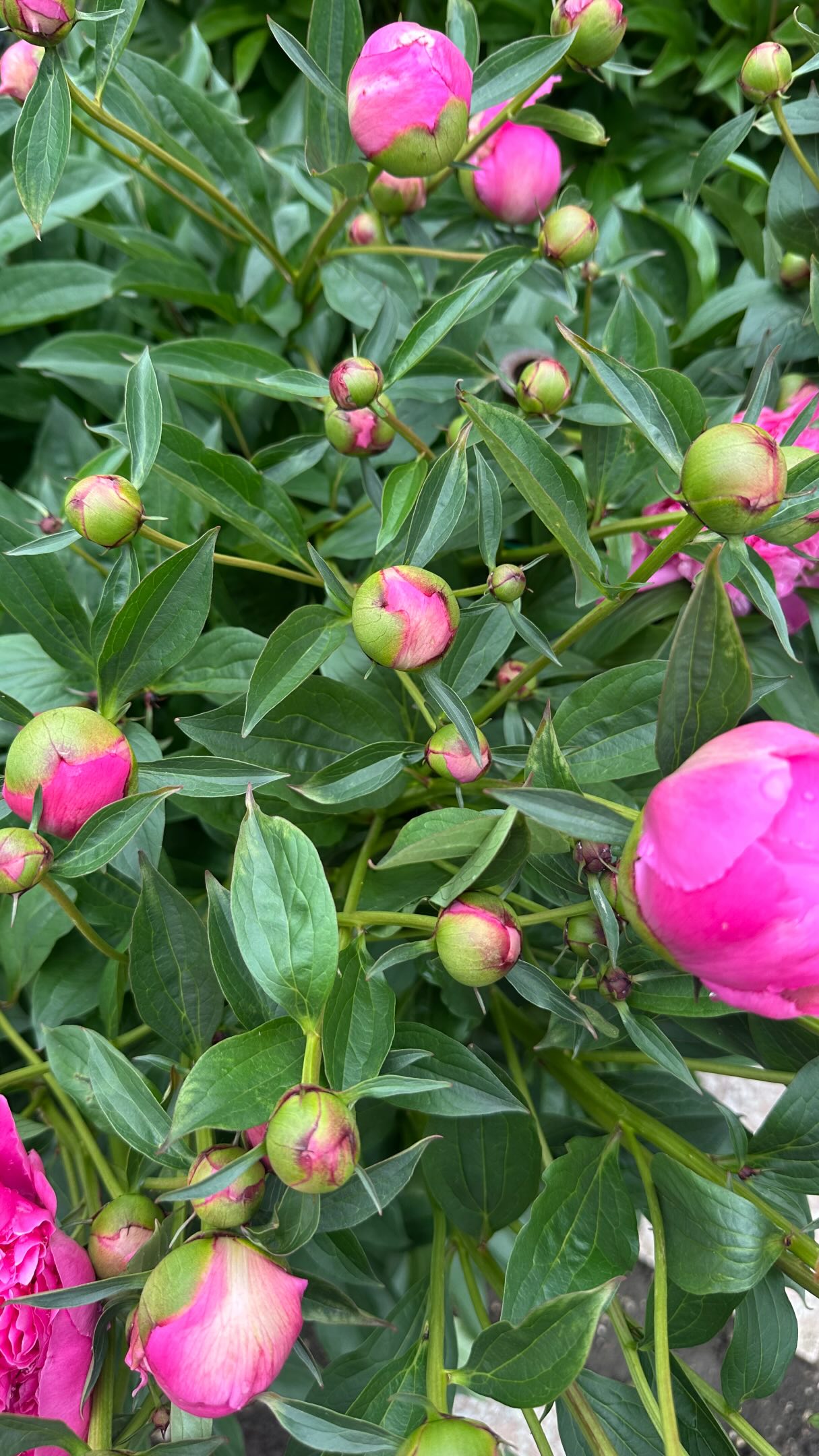 Cez víkend sme na trh priniesli prvé tohtoročné kvety! 💐
Rozhodli sme sa našu záhradu a zeleninu obohatiť aj o kvetinové záhony, takže zásoby budeme na trh nosiť pravidelne. Pripravte si vázy, vidíme sa na trhu! 👩🌾
#dreamfarm #flawers #marketgarden