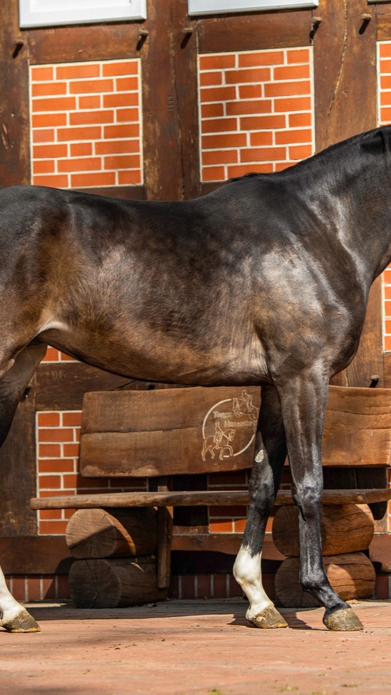 Three-year-old ๐๐ข๐ฅ๐๐ซ๐จ๐ฌ๐ (Escanto PS OLD x Licotus x Rubinstein x Barsoi xx), a top young mare we sourced as a foal in Germany. She will hopefully become an important contributor to our breeding program after completing her performance testing next year. Super type, nicely balanced in movement, and healthy with good x-rays.
#quanticosporthorses #breedingwithapurpose #breedingforthefuture #escantops #licotus #oldenburgerpferde