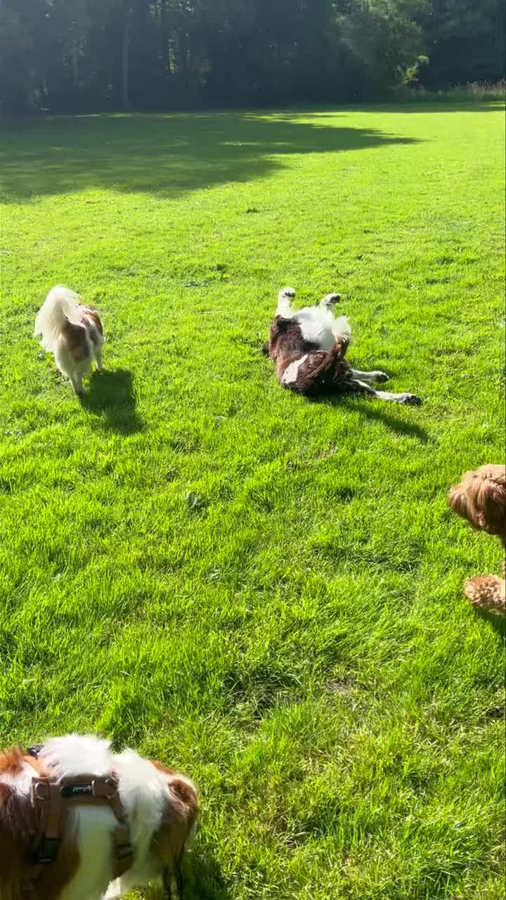 Wat hebben wij het naar ons zin in het bos, en al helemaal met dit weertje! 😍☀️🌳
🐾 Fellow, Noor, Willem, Ozzy, Woezel en Hoots