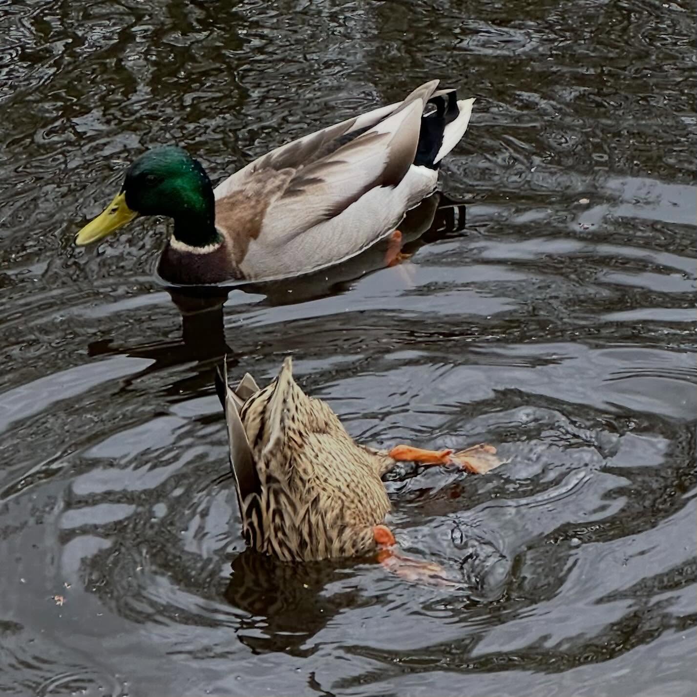 Reflections, Reflections !!!
Look at those water ripples, shapes and those ducks! Too inspirational not to share 🦆