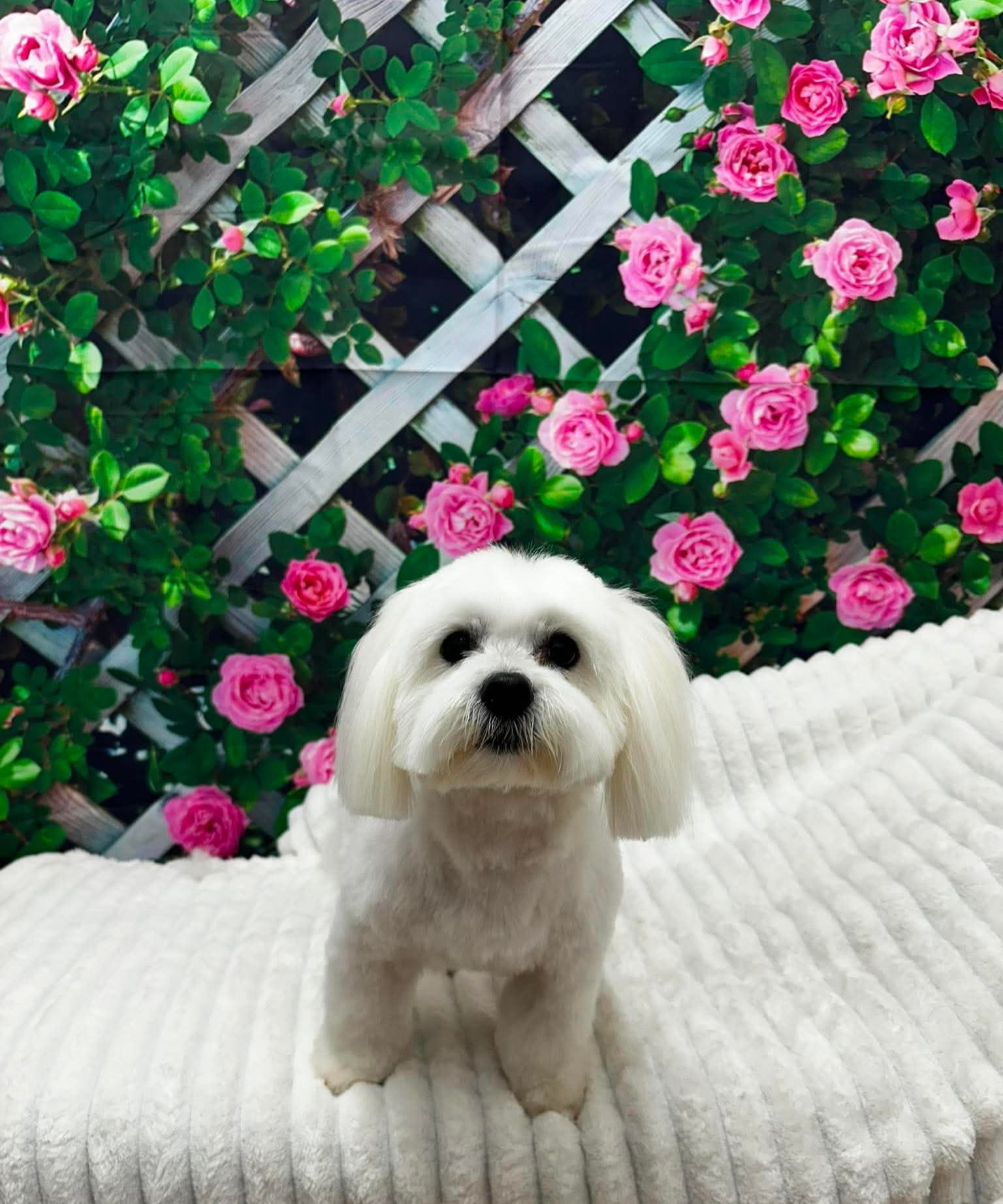 🌸Lola the Coton De Tulear
🌸Mabel the Shih Tzu
🌸Vincent the Yorkie
🌸Albert the Cockapoo
🌸Lexi the Shih Tzu
🌸Daisy the Clumber Spaniel
🌸Cocoa the Cockapoo
🌸Tilly the Shih Tzu
🌸Tallulah the Cocker Spaniel
🌸Fizz the Cockapoo
🌸Dior the Pomeranian
🌸Belle the Cocker Spaniel
🫧Groomer credit: Sarah
📞 01582 353603
🌐 www.royalsdoggrooming.uk