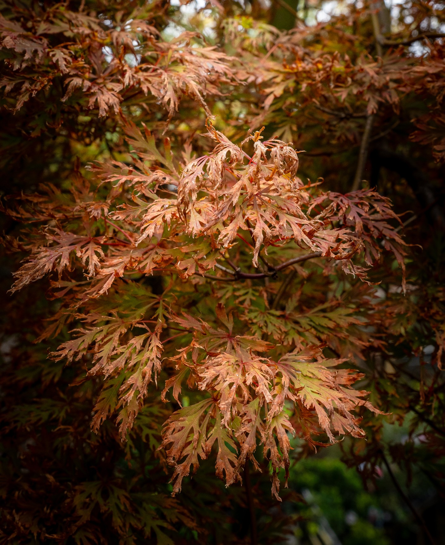 The varieties of Japanese Maple are worth growing for autumn alone. The colour moves through bronze, copper and rust as the season deepens, and the fine-cut foliage holds its detail right to the point of drop.
Japanese maples are at their best in the Macedon Ranges climate right now, and the range at Macedon Nursery & Garden Supplies includes both upright and weeping dissectum forms. Planting in autumn while the soil still holds warmth gives the root system time to settle before winter.
#macedonnursery #japanesemaple #autumncolour