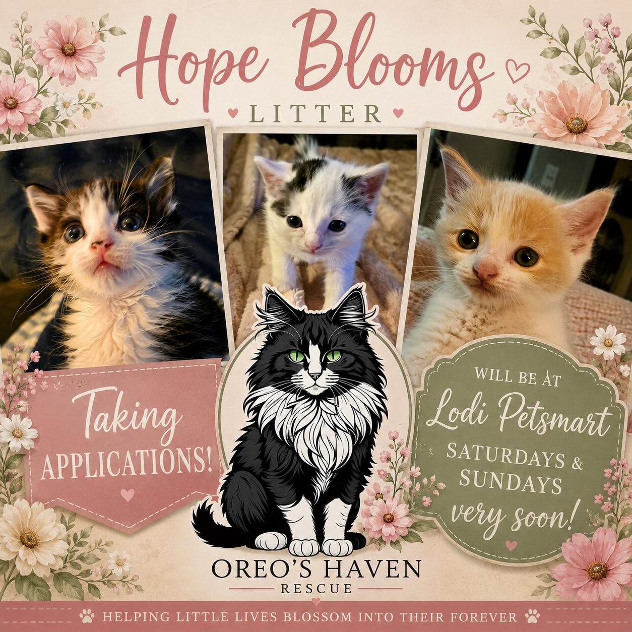 🌸🐾 COMING SOON 🐾🌸
The Hope Blooms Litter is almost ready to meet you! 💕
These three tiny cuties are growing bigger, stronger, and sweeter every day — and applications are now being accepted through Oreo’s Haven Rescue.
✨ Coming soon to our adoption events at Lodi PetSmart
📍 260 E Harney Ln, Lodi
🗓 Saturdays & Sundays
Stay tuned for their official debut and get ready to fall in love with these little blooms 🌷🐱
#OreoHavensRescue #HopeBloomsLitter #AdoptDontShop #KittenSeason #RescueKittens LodiPetsmart SavingLivesOnePurrAtATime