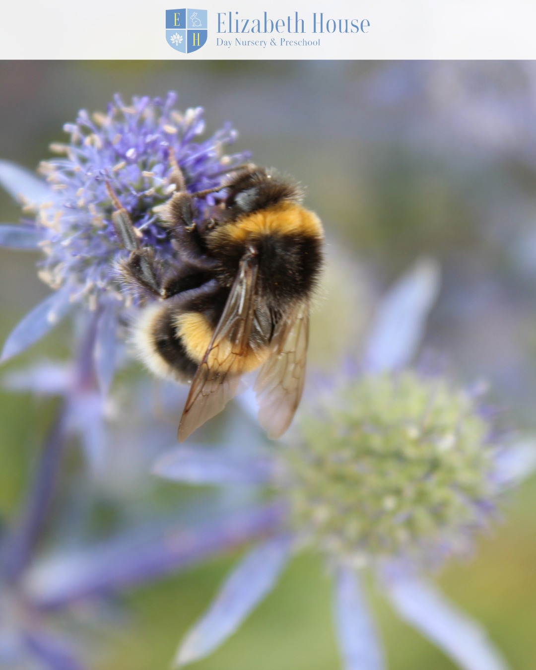 World Bee Day ๐
Through simple activities and discussions, children have been learning how even the smallest creatures can make a big difference! ๐ผ
#preschool #elizabethhousenursery #nursery #earlyyears #eyfs #wallingford #oxfordshire #worldbeeday