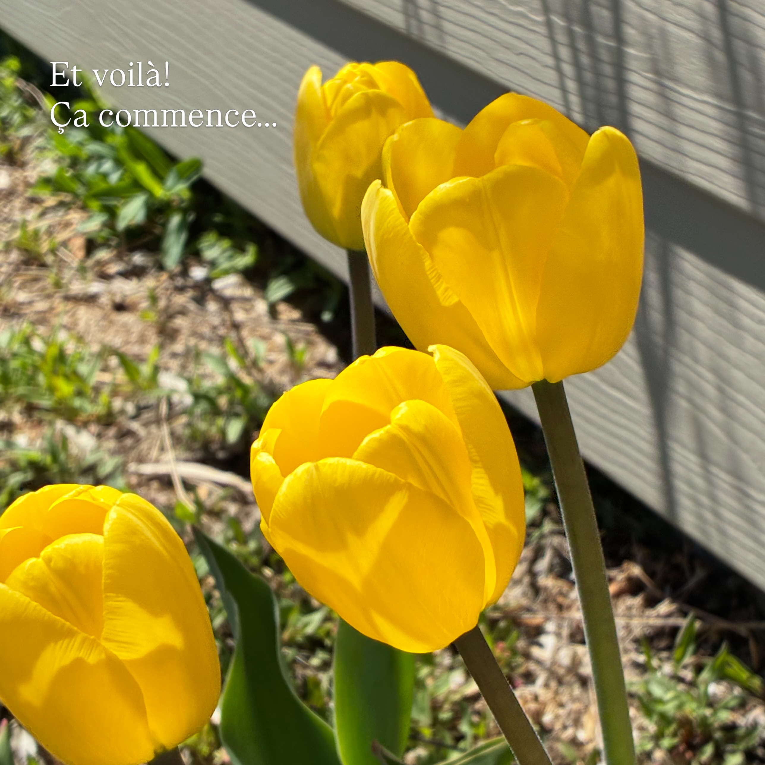 Ça fait longtemps que j’ai rêvé à avoir des tulipes chez moi et enfin la saison est commencée 🤩😊
Merci 🙏♥️🌷🫶🧘
#tulips #gaspesie #sainteflavie #printemps2026 #gîte
