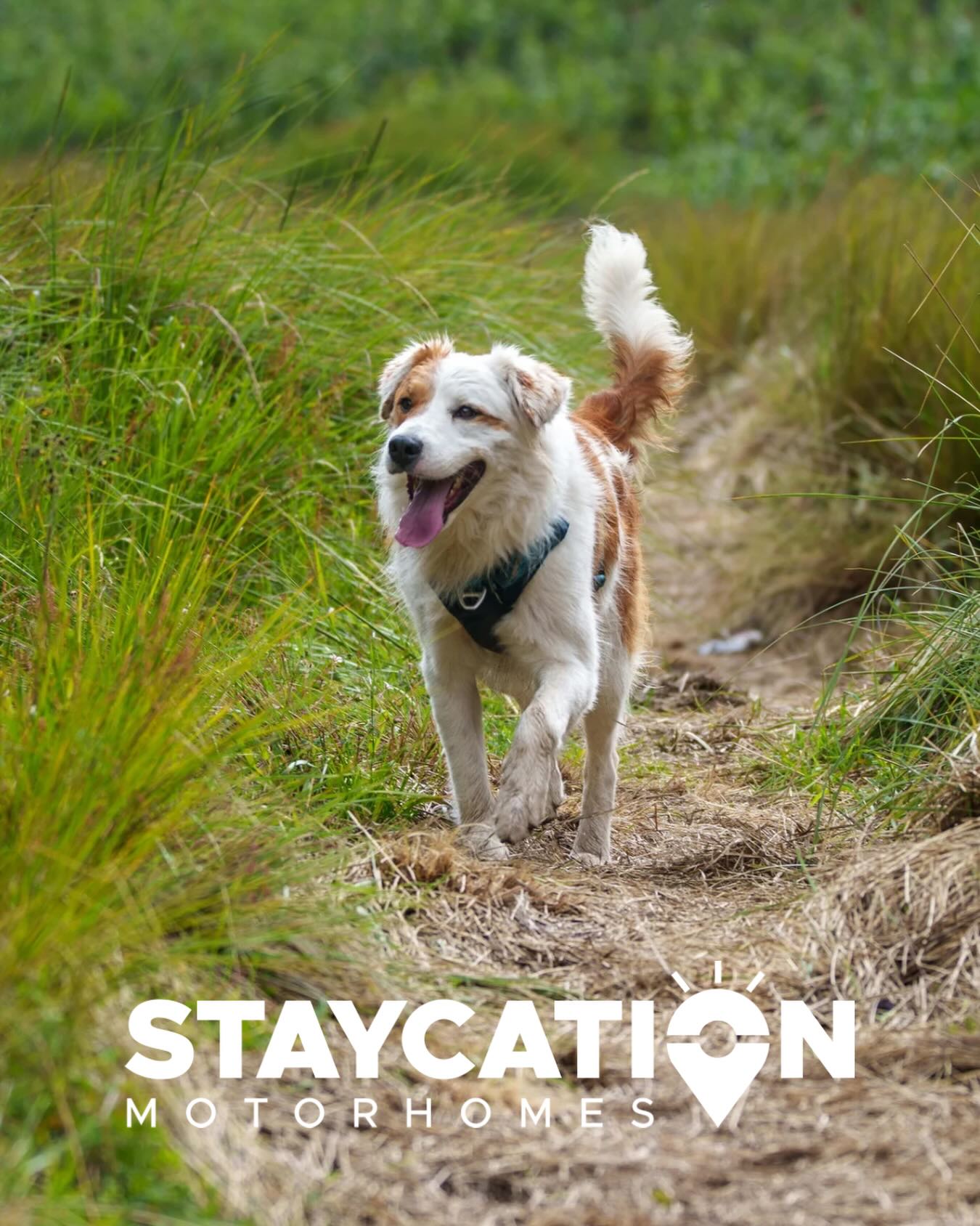 Wherever your next adventure takes you, with a Staycation Motorhome holiday your furry friend can be by your side!
Get in touch to book your dog friendly get away in our impeccable motorhomes - cleaned to 5* standard between each hire 🐾 🚐