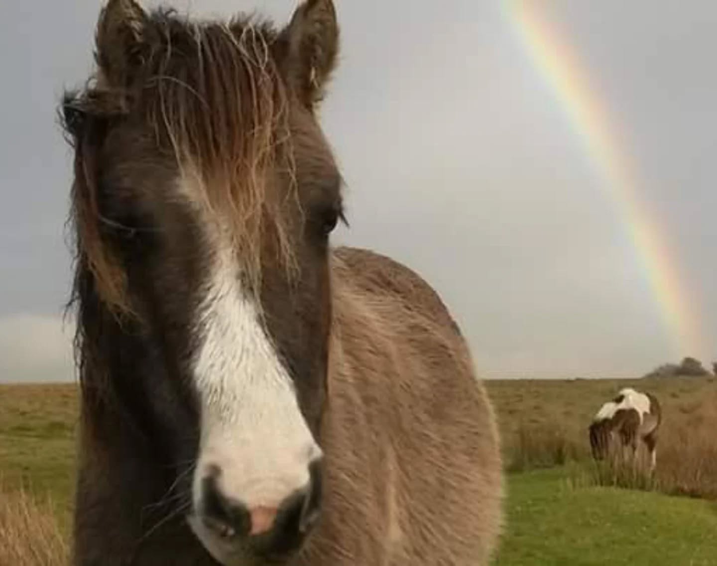 What would Dartmoor be without its ponies 😞
PLEASE READ AND SIGN THE PETITION TO HELP THE DARTMOOR PONIES
On Dartmoor, ELM A-E stocking rates are the rules within the Environmental Land Management (ELM) agri-environment schemes that decide how many grazing animals such as ponies, cattle and sheep are allowed on the moorland commons.
The “A-E” agreements are designed to support conservation and land management, with Natural England setting targets for grazing levels to protect habitats like heather, peat and grassland.
In the latest agreements, due to come into force shortly, ponies are counted alongside cattle within the same stocking calculations. In simple terms, this can mean:
If more cattle are grazed, fewer ponies are allowed. Ponies end up competing with cattle for limited grazing “space” under the scheme.
Semi-wild Dartmoor pony herds can be reduced, even though they graze differently and are considered and PROVEN to be valuable for biodiversity and conservation grazing.
We believe that Dartmoor Hill ponies should NOT be included because they are a native, endangered breed and play a unique role in managing the moor naturally.
https://www.change.org/p/natural-england-s-approach-risks-the-extinction-of-dartmoor-hill-ponies?source_location=search
#dartmoor #dartmoorpony #dartmoornationalpark #equestrian #equine