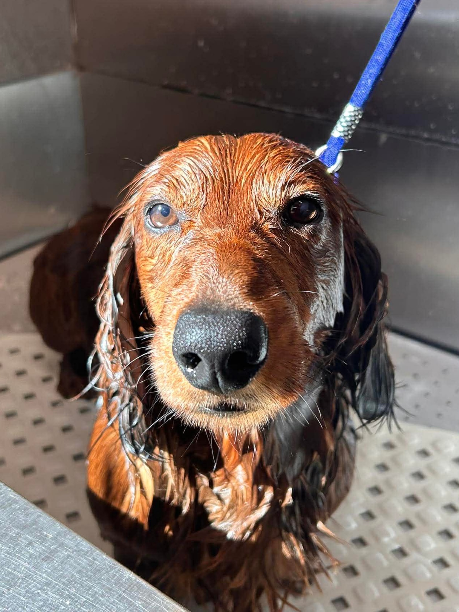 Ah! The warmer weather has arrived! 🌞
Don’t worry—our services are still going ahead! We are very lucky to have full air conditioning in the salon to keep your dogs nice and cool, which we know they’ll appreciate. 🐾❄️ We also have fresh water stations throughout the salon to keep them hydrated.
A quick note on appointments:
We know the heat can be unpredictable! If you need to reschedule, please let us know 48 hours in advance. We have a long waiting list of pups eager for a groom; if we can fill your spot with one of them, we’ll happily waive your cancellation fee!
🌡️ Top Tips for a Cool Pup
How to prepare for your groom today:
Bathroom Breaks: Avoid long walks, but please ensure they’ve had a quick toilet break before coming in. 🚫🐕
The Commute: Use an air-conditioned car if possible. 🚗❄️
NEVER leave your dog in a parked car—even for a minute. 🙅🏼♀️
Keeping cool at home:
Timing: Walk at dawn or dusk 🌅🌙. If the pavement is too hot for your hand, it’s too hot for their paws! 🔥🐾
Hydration: Place multiple water bowls 💧 around the house.
Treats: Try dog-friendly ice cream 🍦 or frozen enrichment toys!
Grooming is KEY: A well-maintained coat is essential for temperature regulation. Matted fur traps heat! ✂️
🚨 Know the Signs of Heatstroke:
Panting is normal, but heavy panting combined with lethargy, excessive drooling, or vomiting is an emergency. Contact your vet IMMEDIATELY!
High-Risk Breeds: ⚠️ Bulldogs, Pugs, Frenchies, Chows, puppies, seniors, and overweight dogs need extra supervision today.
Stay safe and cool! 💙