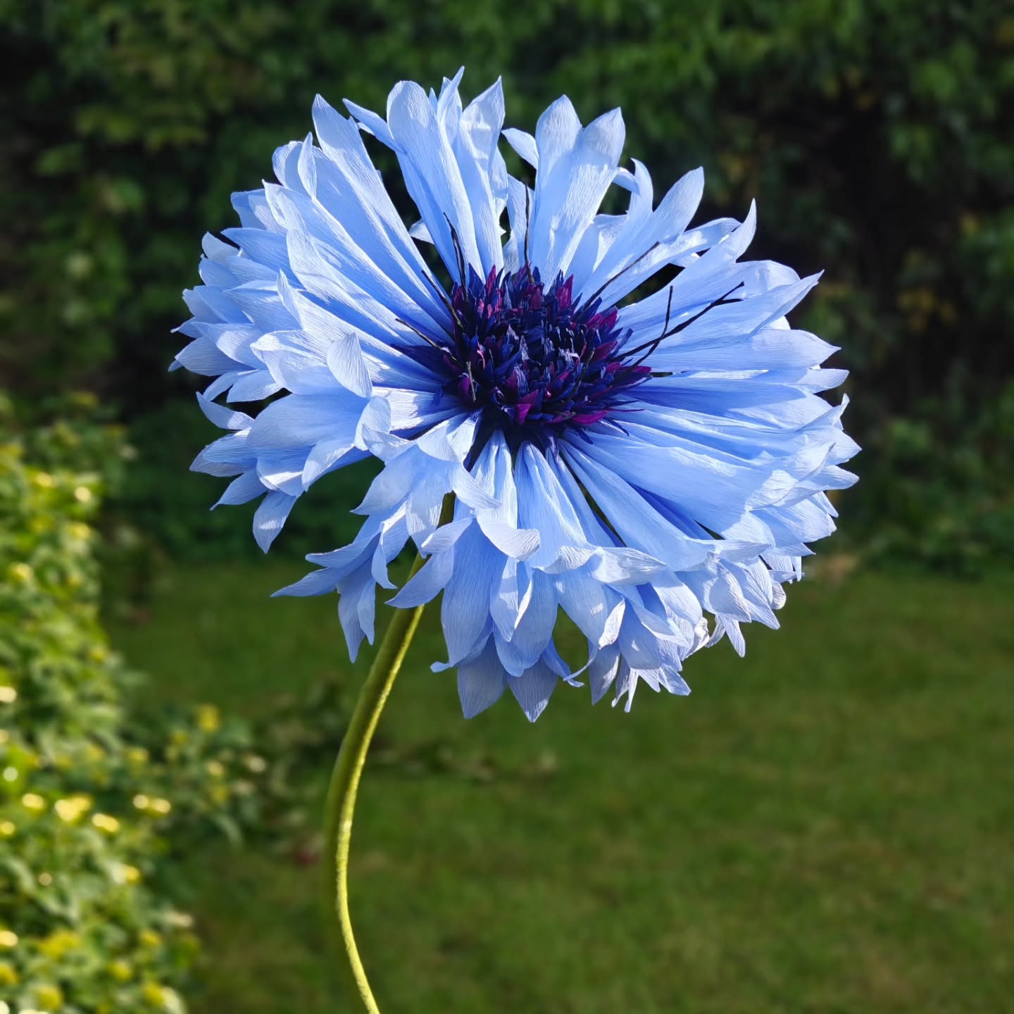 Here's a rather large cornflower!
I made it alongside some normal sized cornflowers. There are slightly different techniques used for making normal sized flowers and the oversized versions. Usually large flowers don't work when using fine crepe paper but in this case I've used the same paper for both versions.
Giant paper flowers are wonderful statement pieces, and add a wow to any space, event or display. Available to buy or hire, just get in touch.
#paperflowers #paperflorist #cornflower #crepepaperflowers