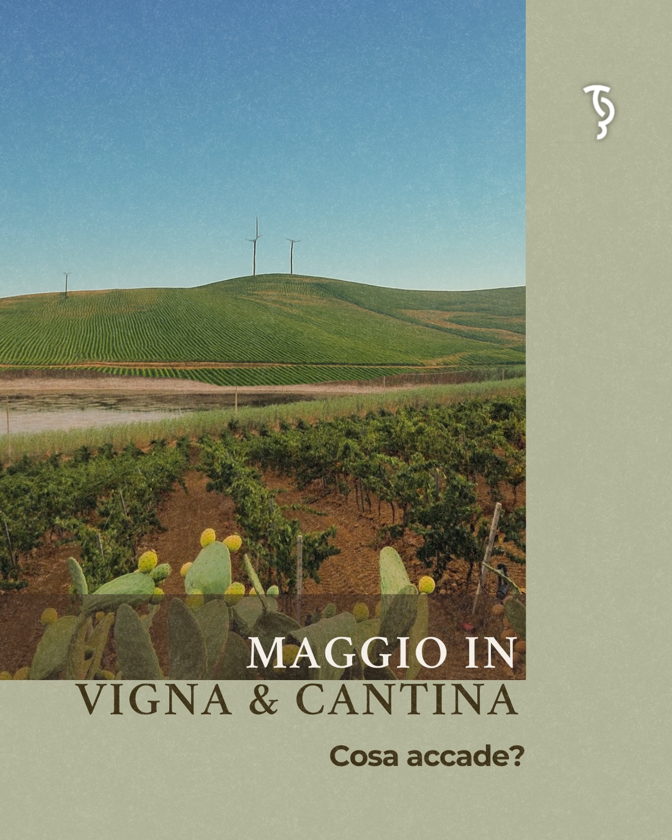Maggio in vigna e in cantina 🌿🍷
In vigna la vite cresce veloce: germogli, foglie e i primi grappoli prendono forma sotto il sole di primavera. È il tempo della cura e dell’equilibrio.
In cantina si controlla, si attende, si accompagna il vino nel suo percorso.
Ogni dettaglio oggi costruisce il vino di domani.
📍Via Nino Tesoriere 7 | Castellammare del Golfo
📞327 9523280
#sicilia#vinosiciliano#terresiciliane#vinobiologico