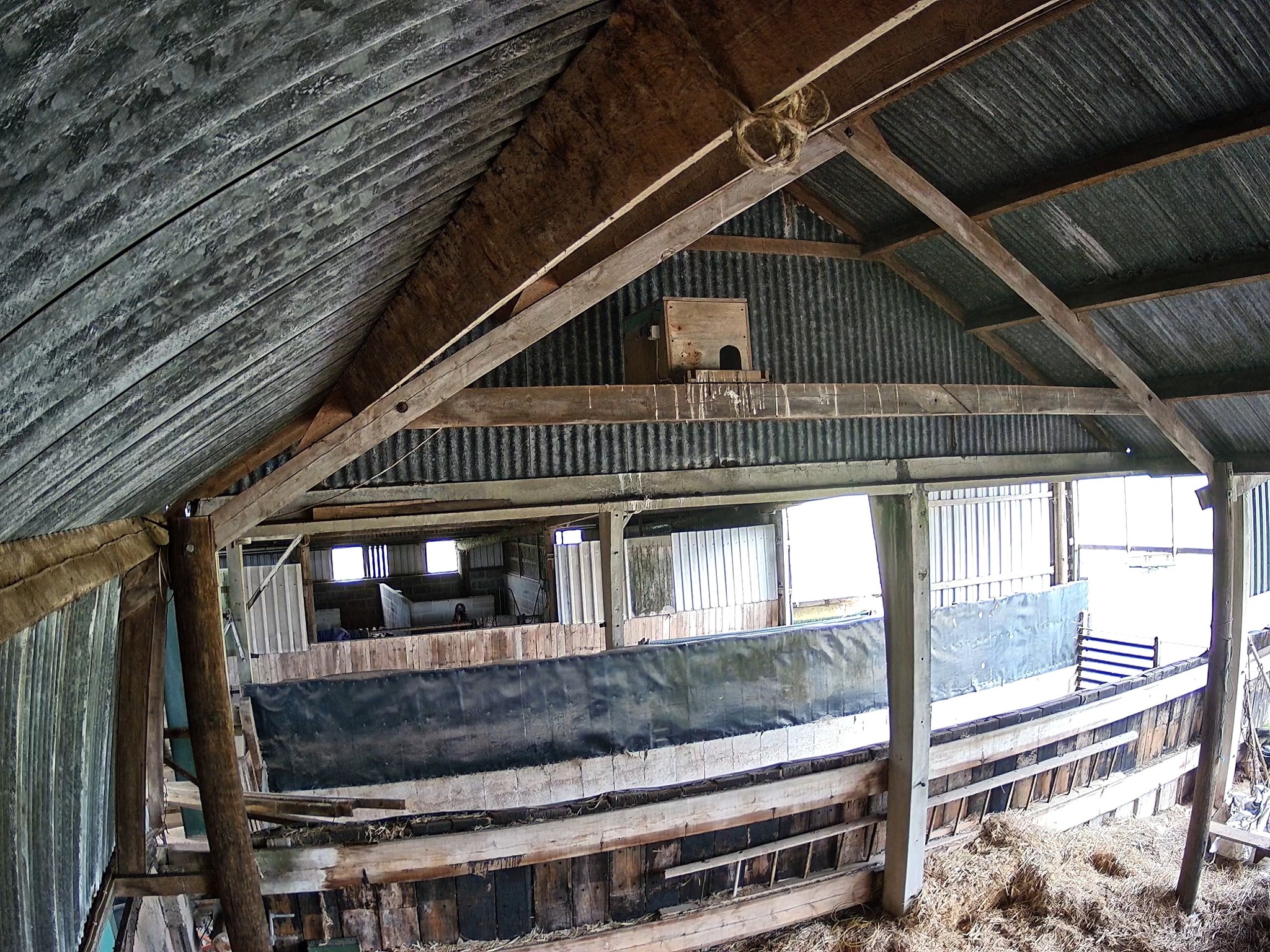 A special sight on the farm this week — two barn owls flying back into one of our nest boxes.
We think these may be the young that hatched here last year, so we’re really hoping they’ve decided Little Clayhill Farm is home and may even lay eggs of their own.
They certainly seem to like it here. Our wild bird food field is full of life, with plenty of mice and voles for them to hunt, and the chicken field has been sown with a meadow mix full of long grass and wildflowers. The electric fence helps keep foxes out, which means the small mammals have lots of safe cover — and the owls have a perfect hunting ground.
It’s lovely to see how creating wildlife-friendly areas on the farm helps support so much more than we first imagined. Fingers crossed we’ll have more barn owl news soon.