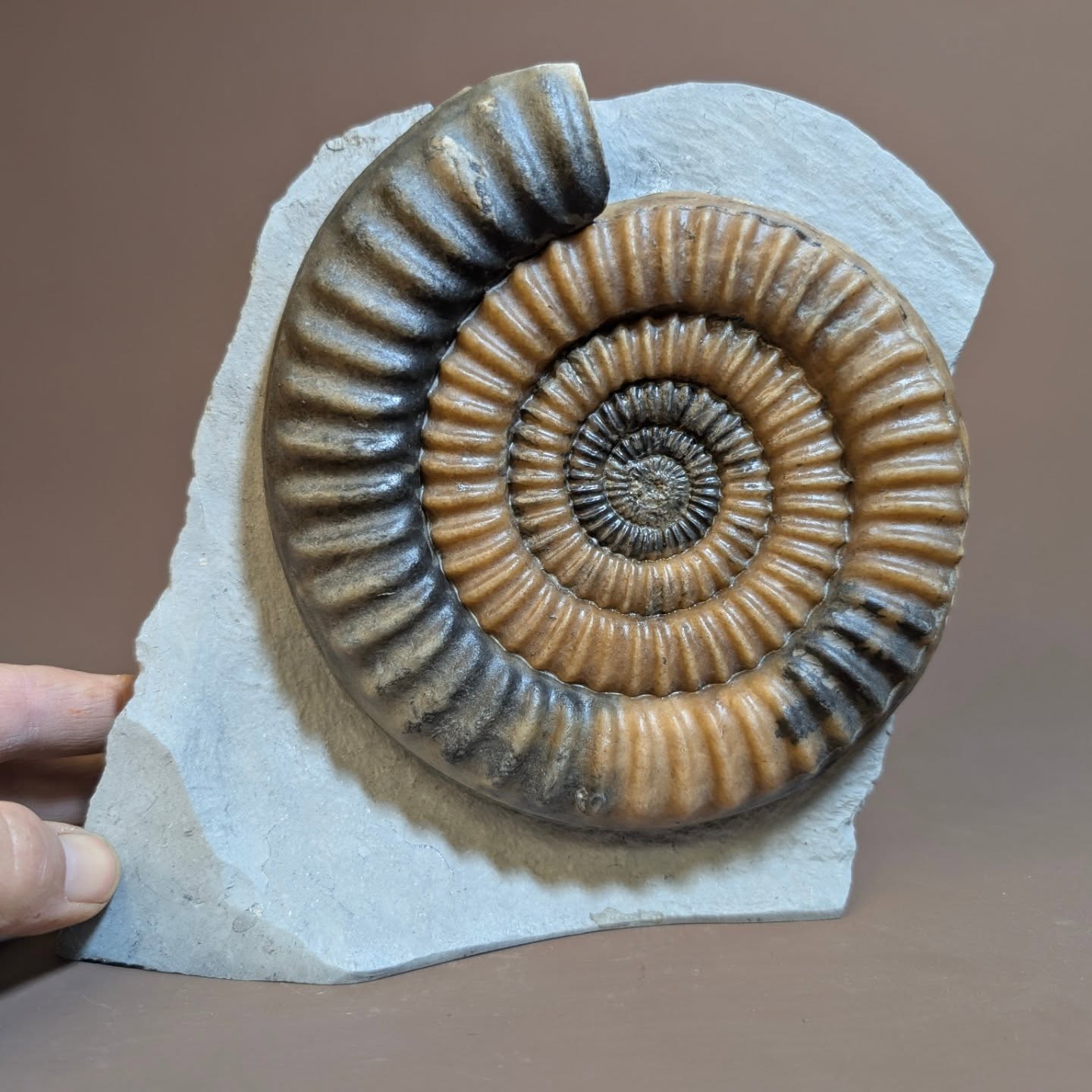 Found by @ricbrig and prepared by myself. Typically Metophioceras ammonites are grey in colour their shell being mineralised and bonded to the internal calcite. Occasionally however they have just the calcite replacement preservation, that has a beautiful Orange colour, that when contrasted against the grey makes for an appealing mantelpiece fossil. This one is from Monmouth beach Lyme Regis and measures 6&1/2 inches across.
#ancienthistory #spiral #ammonite #fossils #jurassic