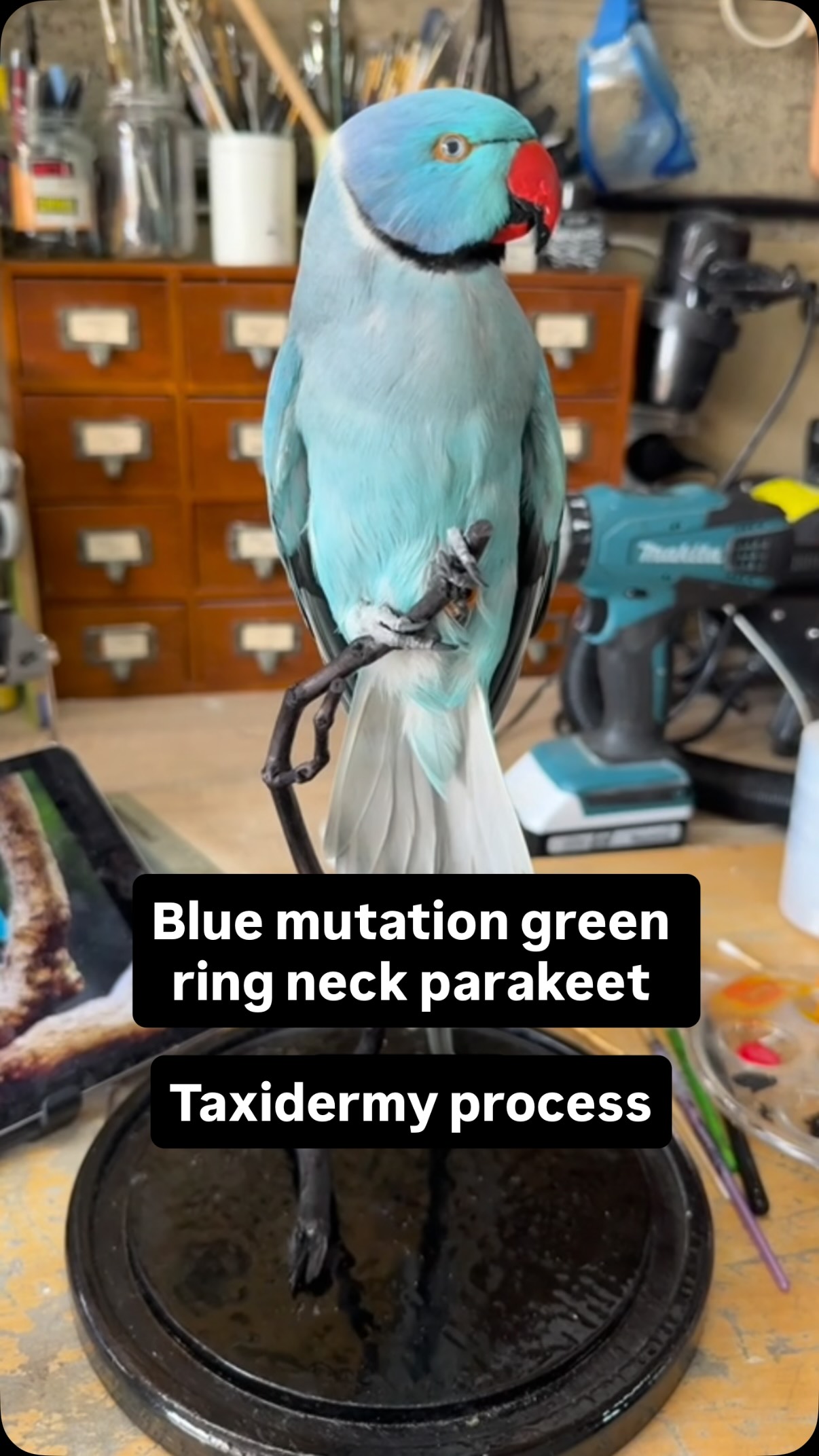 Behind the scenes of me preserving a blue mutation green ring neck parakeet that sadly died in captivity. Now forever memorialised in a glass dome for display at my wedding day and my own personal collection.
#taxidermy #parakeet #blue #process #birds