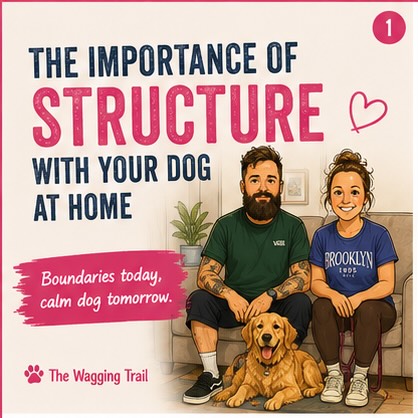 🐾 STRUCTURE CREATES FREEDOM 🐾
One of the biggest things missing in many dogs’ lives today is clear structure and boundaries at home.
Dogs thrive when they understand:
✔ what’s expected
✔ what behaviours work
✔ what behaviours don’t
✔ how to switch off and relax
A calm dog OUTSIDE starts with a calm dog INSIDE the home 🏡
If your dog doesn’t listen in the home then they definitely won’t outside the home
If a dog rehearses unwanted behaviours every single day —
jumping up, stealing food, barking for attention, demanding interaction, ignoring boundaries…
…those behaviours become habits.
This is why structure matters so much.
Tools like:
🐾 crates
🐾 tethering
🐾 place beds
🐾 time out spaces
🐾 lead guidance indoors
…can all help create clarity, routine and calmness when used fairly and consistently 💙
Dogs need guidance.
They need to know when behaviour is appropriate and when it isn’t.
For example:
If your dog constantly jumps at kitchen sides or demand barks during meal times, removing them calmly from the “pack” for a short time out helps communicate clearly that the behaviour doesn’t work.
That’s not cruel.
That’s communication.
you can then overtime teach them that when you are eating you expect them to be on their bed nice and relaxed
Clear, fair and consistent consequences help dogs make better choices moving forward 🙌
Structure isn’t about domination or being harsh —
it’s about creating a dog who:
✔ can settle
✔ feels secure
✔ understands boundaries
✔ makes better decisions
✔ can handle the outside world calmly
What you build at home follows you everywhere 🌿
📍Dog training in Chalfont St Peter
📍Covering Chalfont St Giles, Gerrards Cross, Beaconsfield, Amersham & surrounding areas
Need help creating more calmness and structure with your dog?
📩 Message us to find out more about our training packages.
#dogtraining #dogtrainer #dogbehaviour #chalfontstpeter #puppytraining